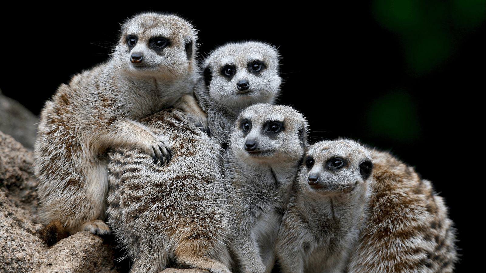 Melbourne Zoo