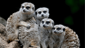Melbourne Zoo