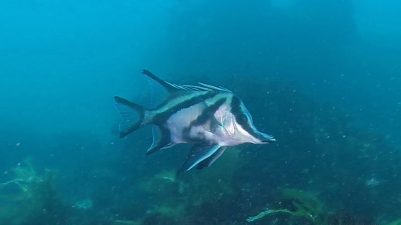 Bay City Scuba