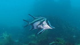 Boarfish, Diving in Victoria, Port Phillip Bay, Learn to dive