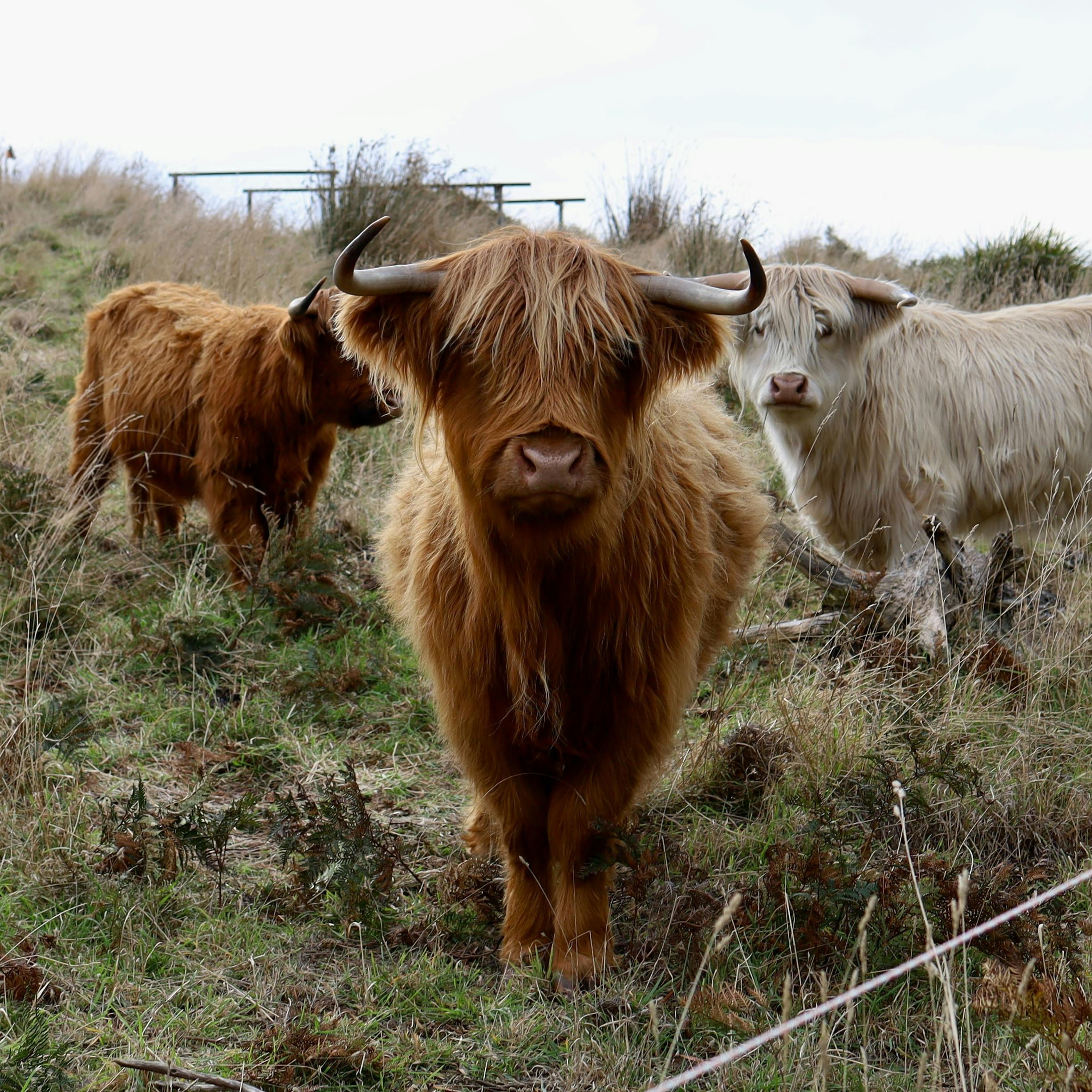highland cows