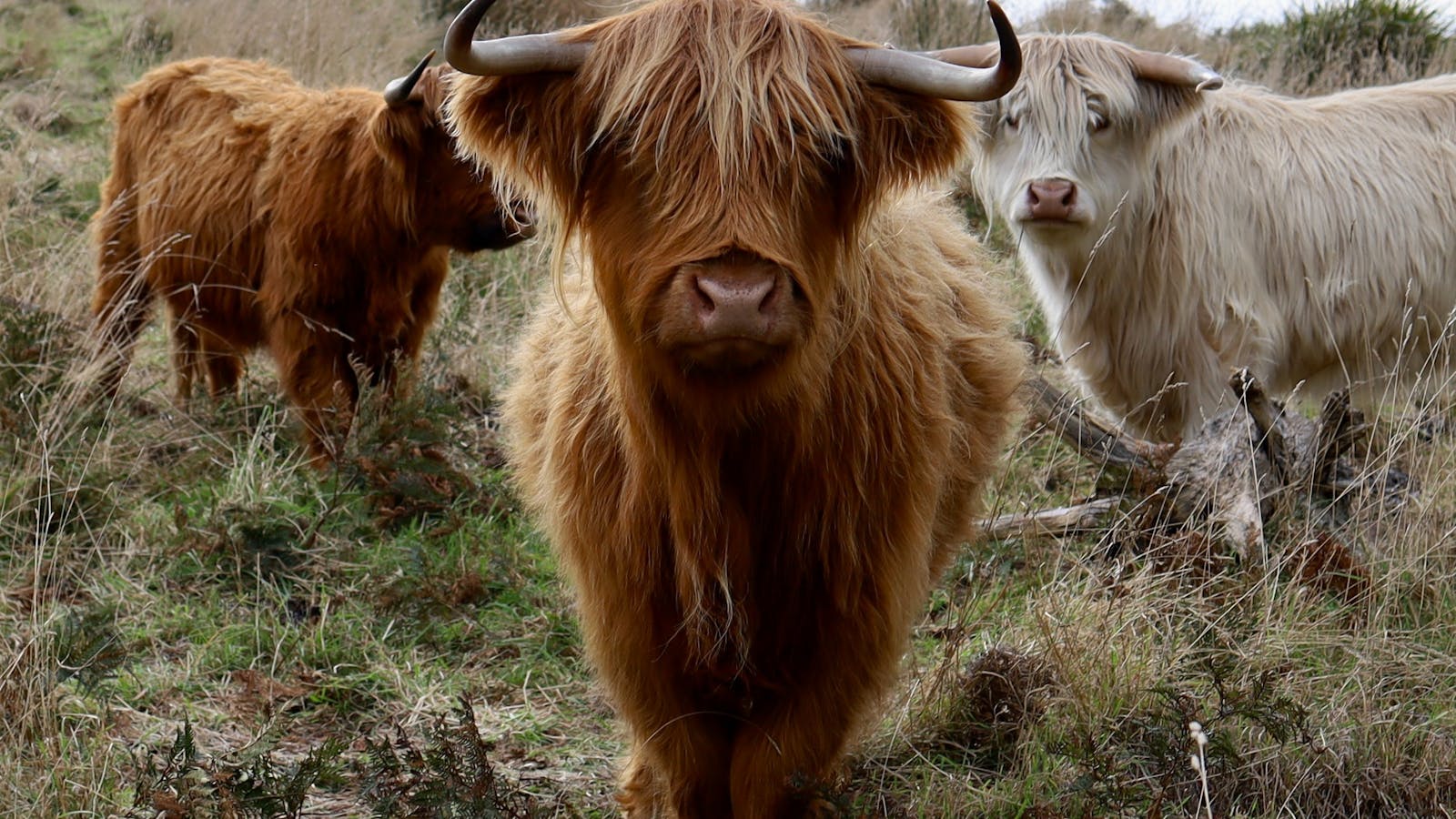 highland cows