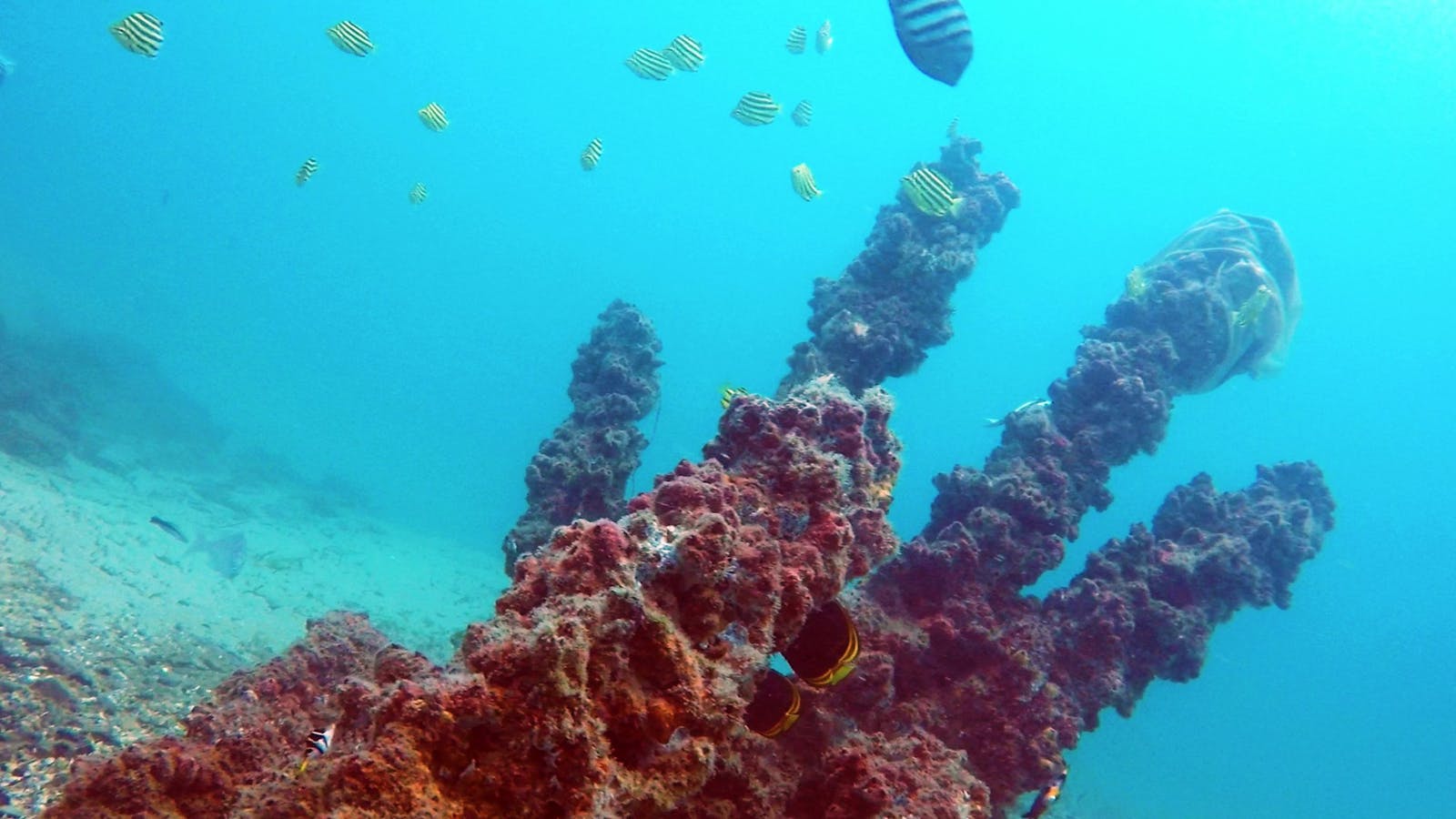 Gold Coast Scuba Dive