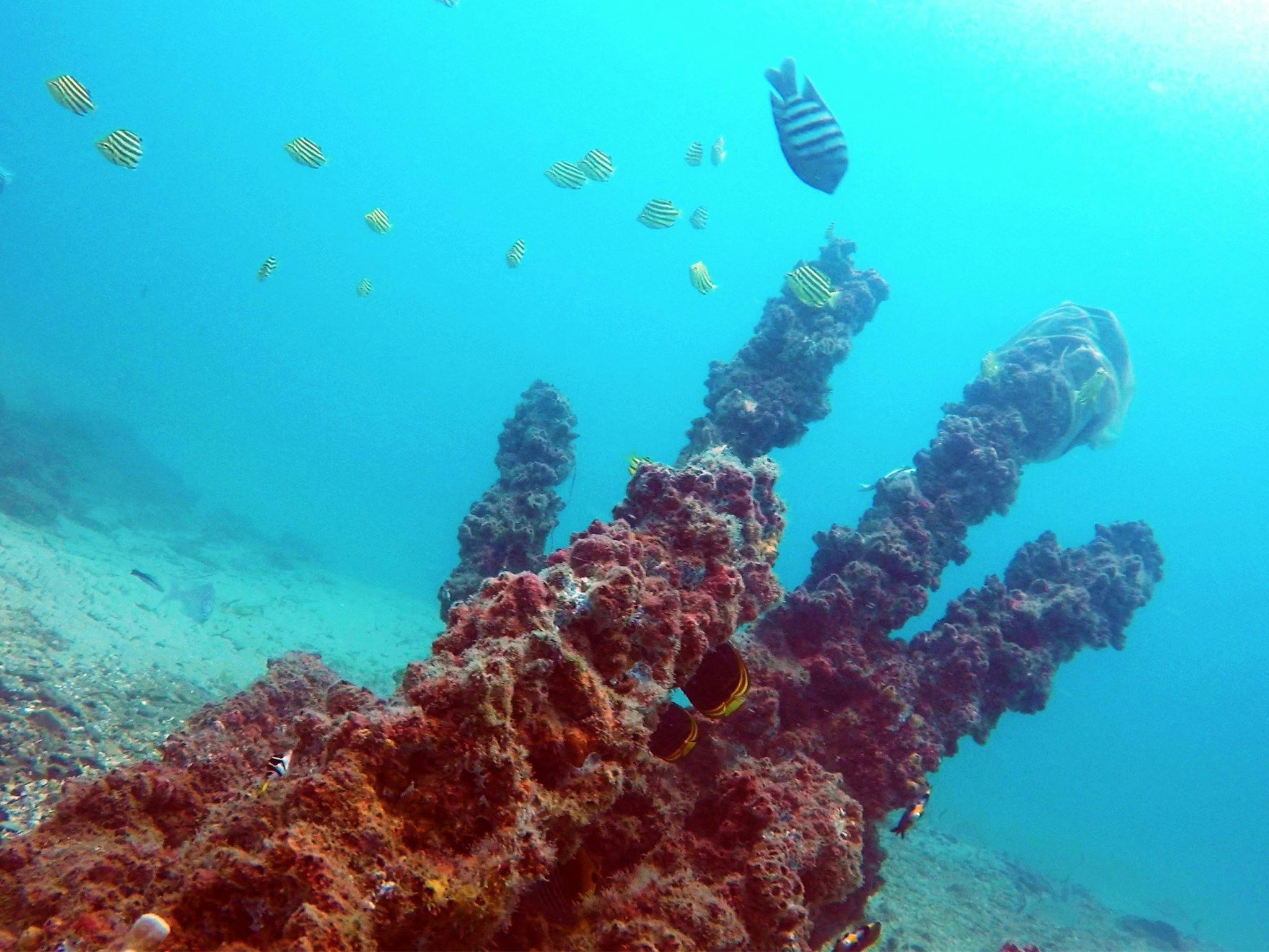 Gold Coast Scuba Dive Gold Coast Scuba Dive