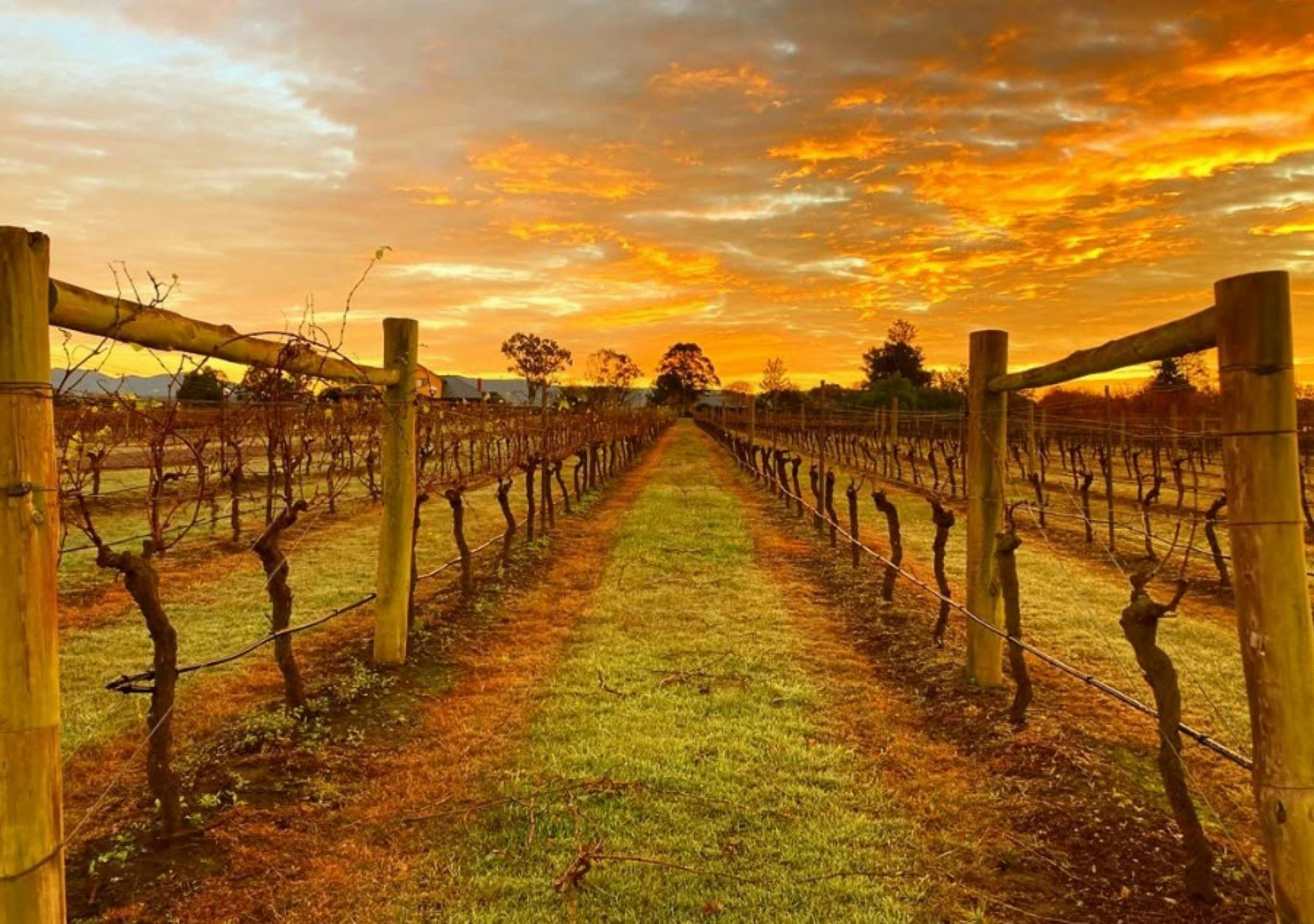 Tranquil Vale Vineyard