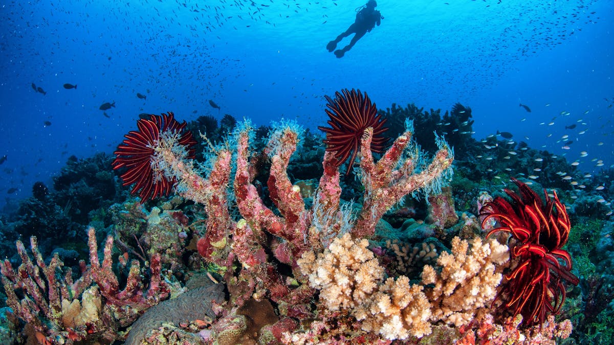 Scuba Diver with Beautiful Coral
