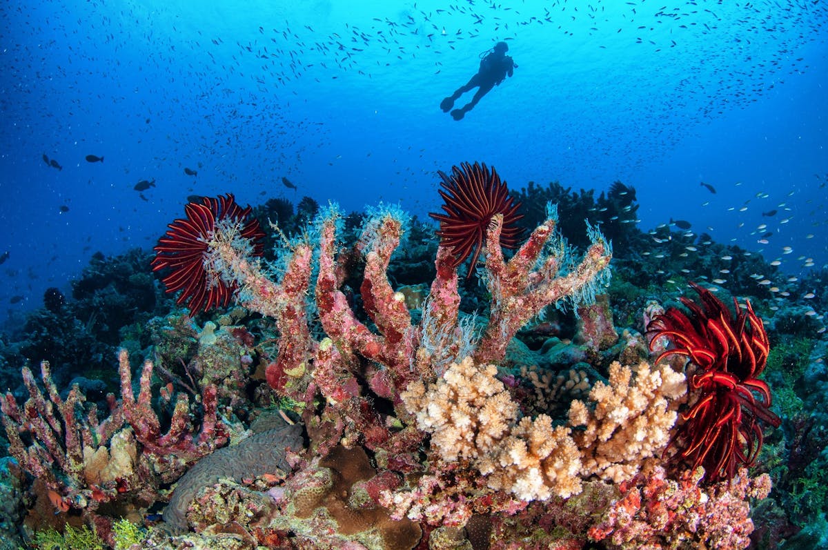 Scuba Diver with Beautiful Coral