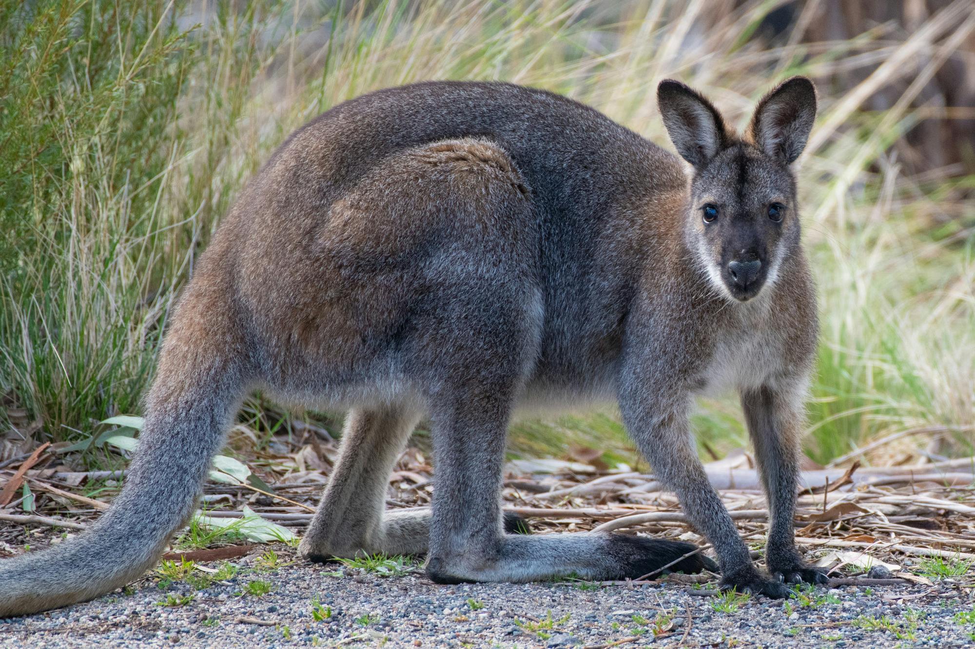 Red-necked Wallaby in the bush Canberra