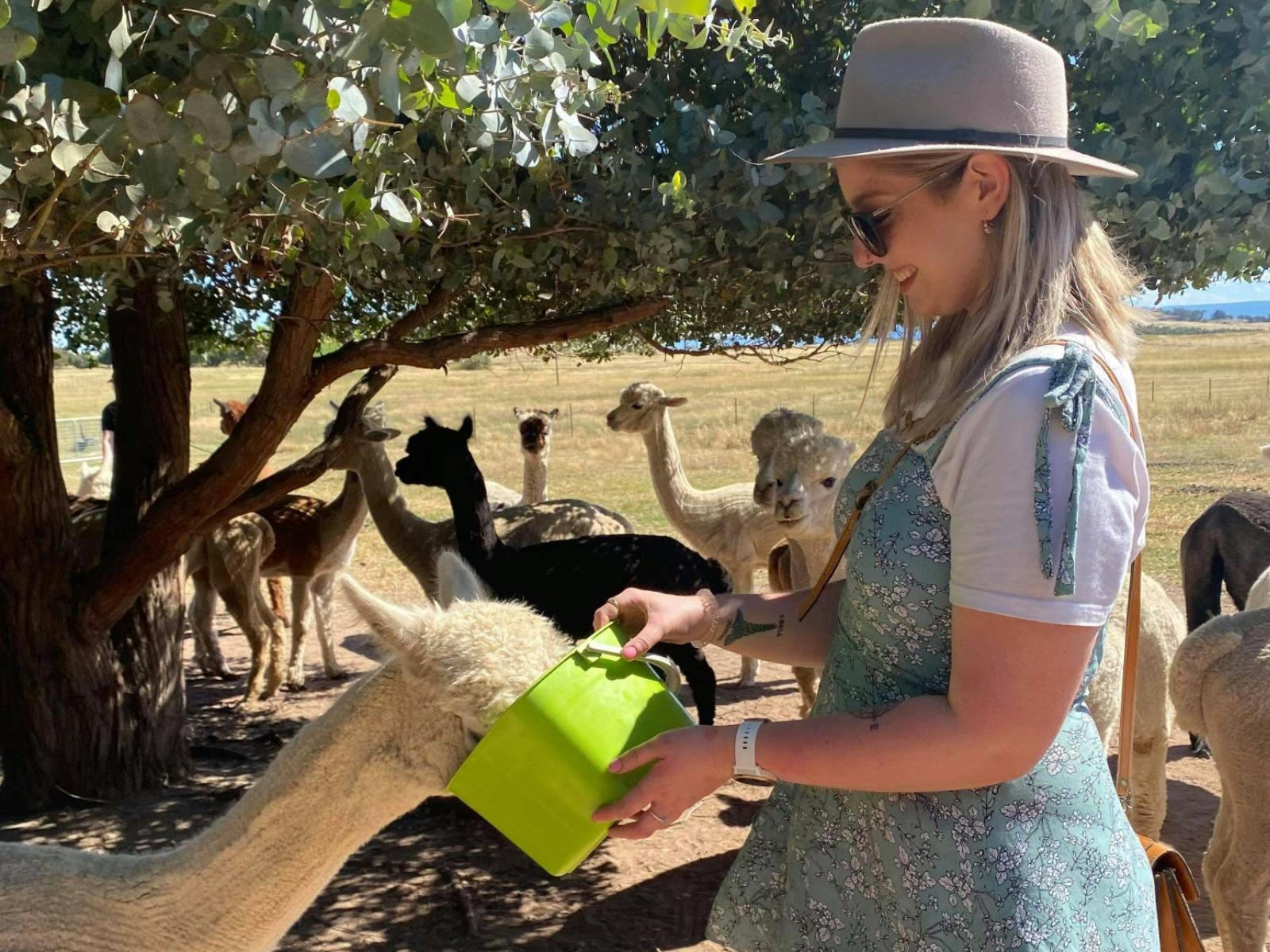 그늘진 나무 아래에서 손으로 먹이를 줍니다.