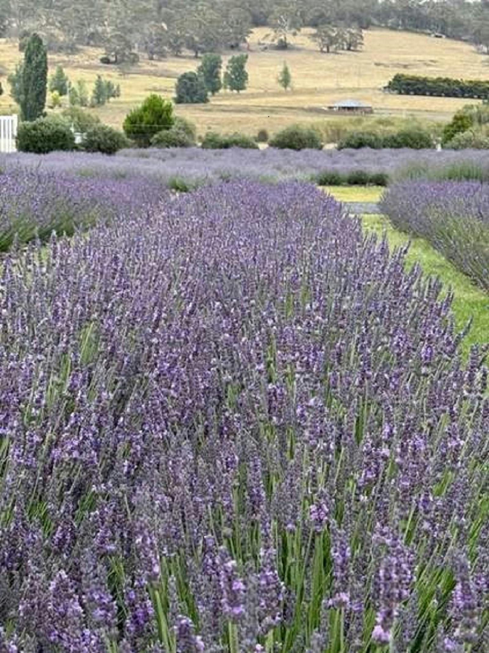 A field of lavender