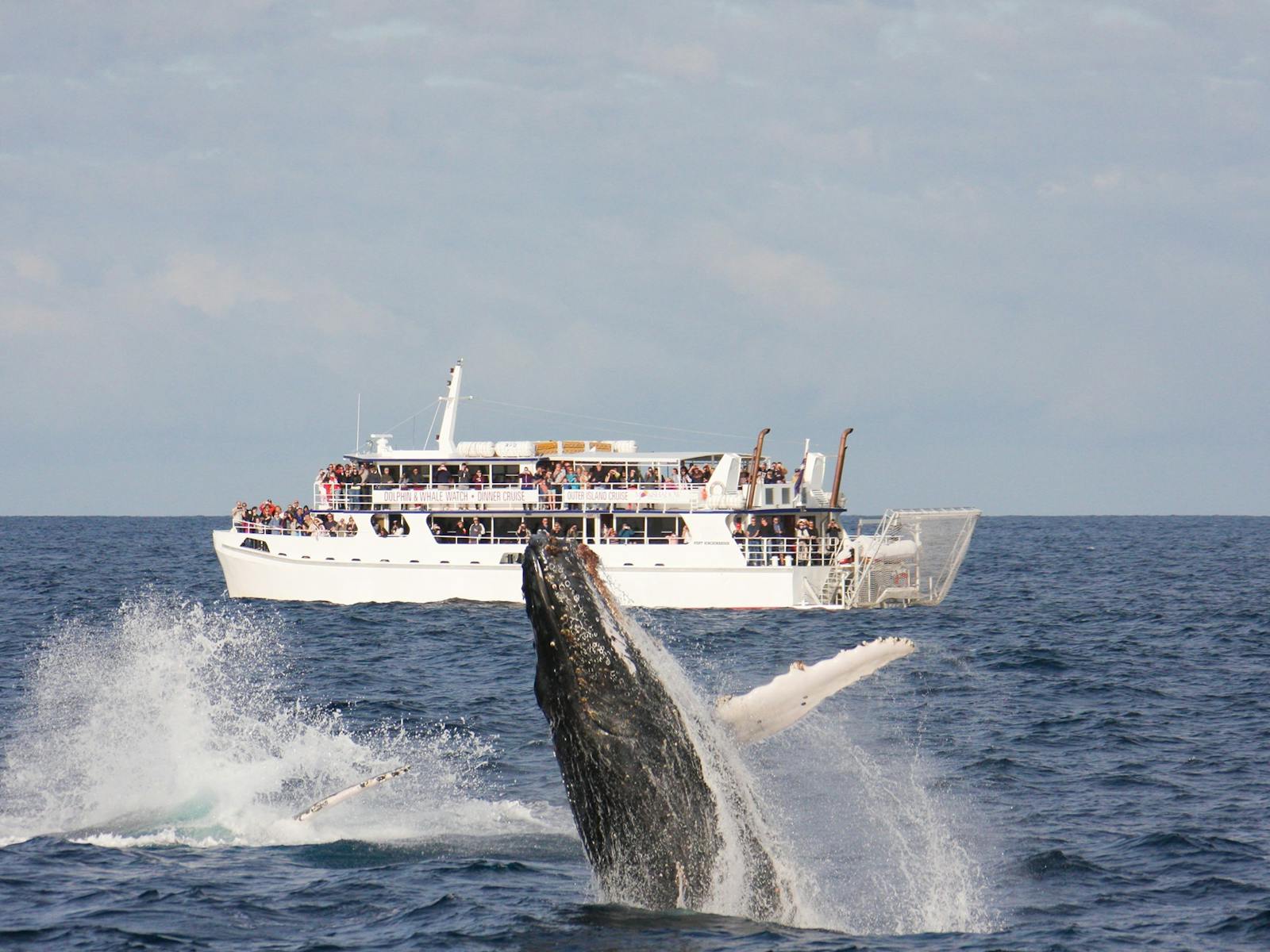 MSTQC Whale Watching - Hinchinbrook Explorer