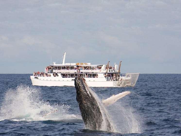 MSTQC Whale Watching - Hinchinbrook Explorer