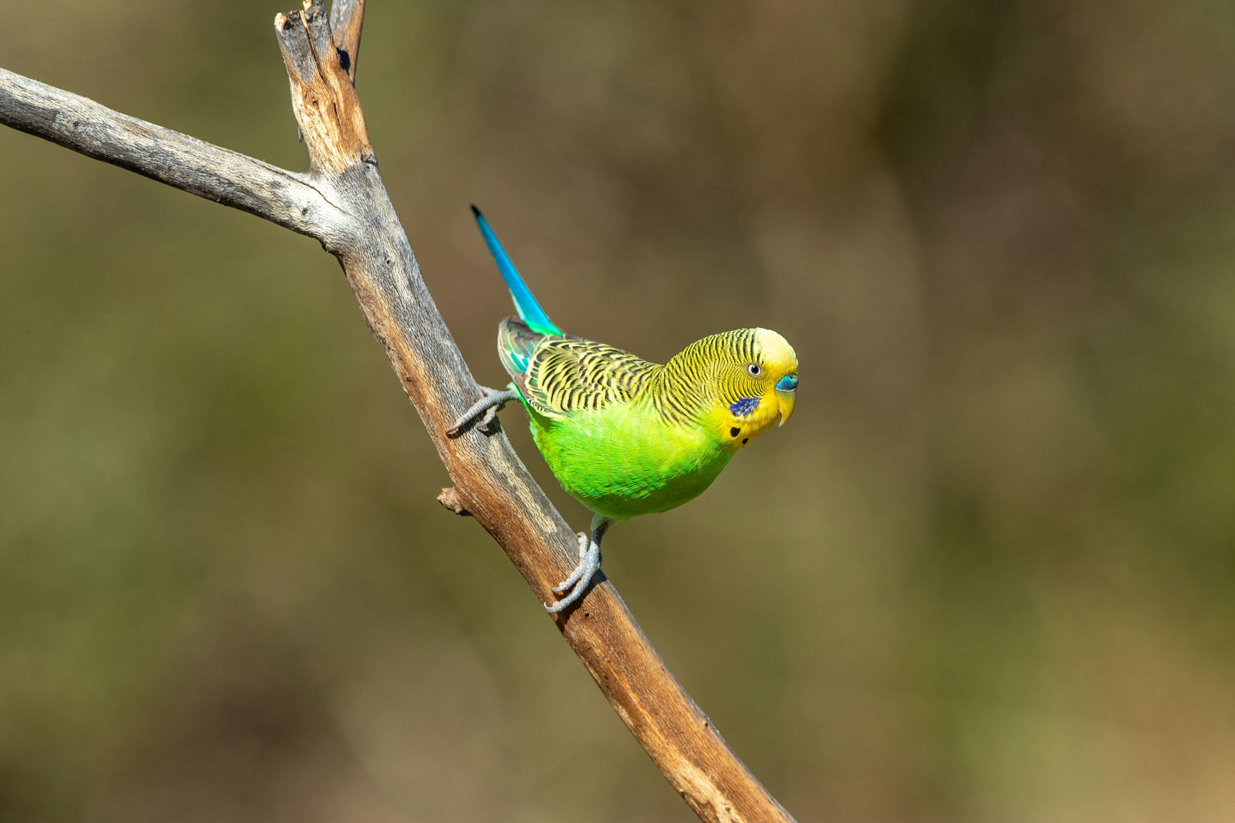 NT Bird Specialists, Birdwatching & Bird Photography Tours