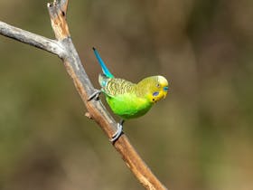 Photographing wild budgies with Luke Paterson