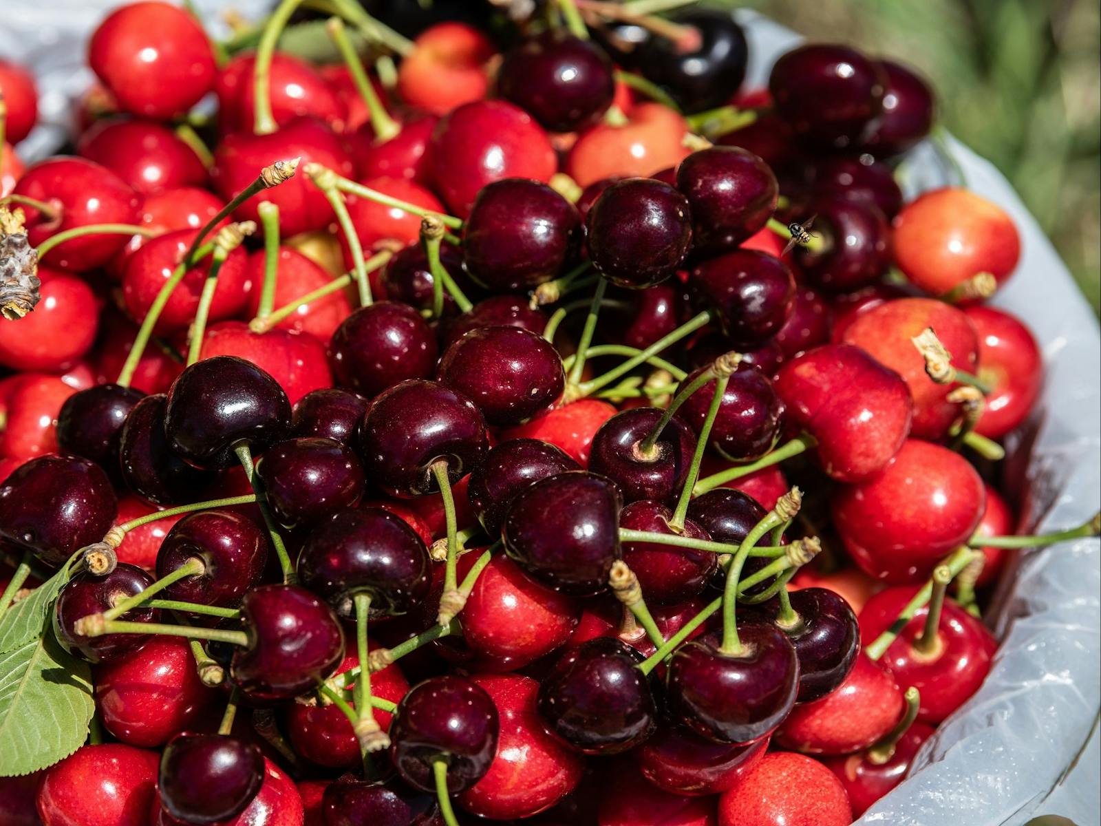 Image for Allied Grain System Two-Person Cherry Festival Cup