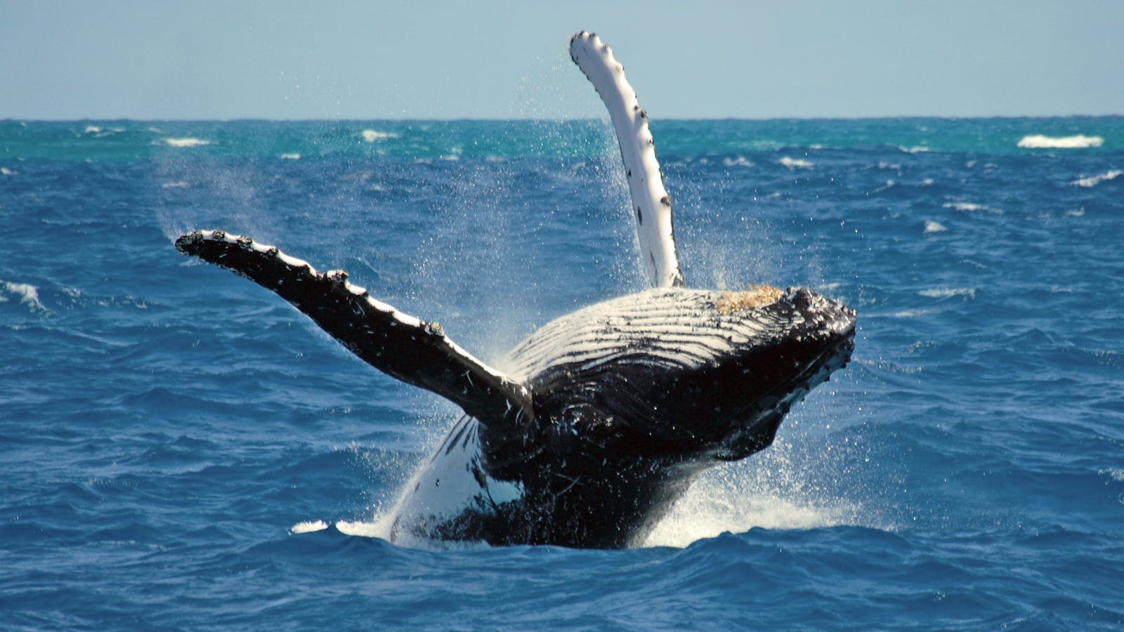 Whales near Sydney