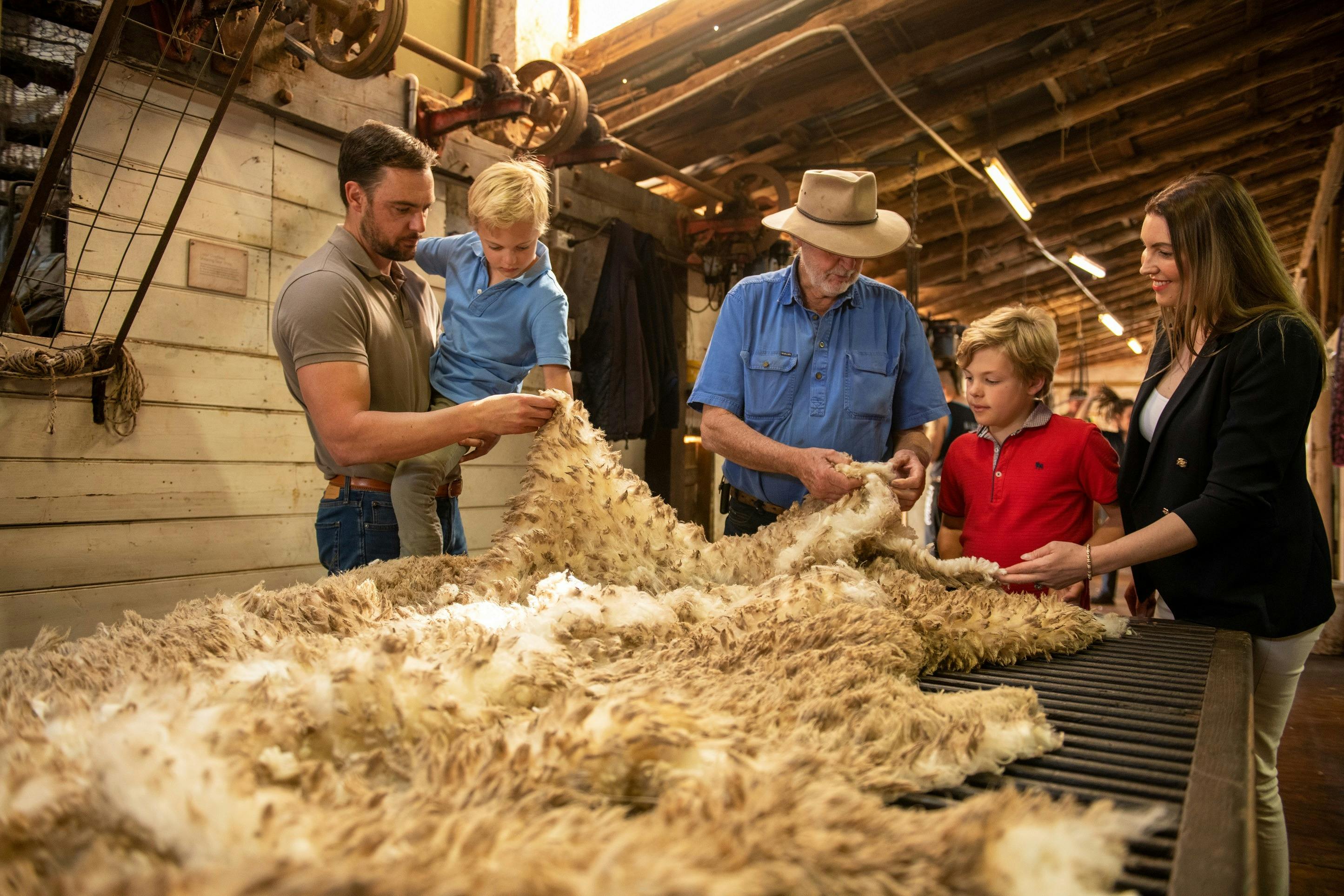 Merino sheep produce high quality wool