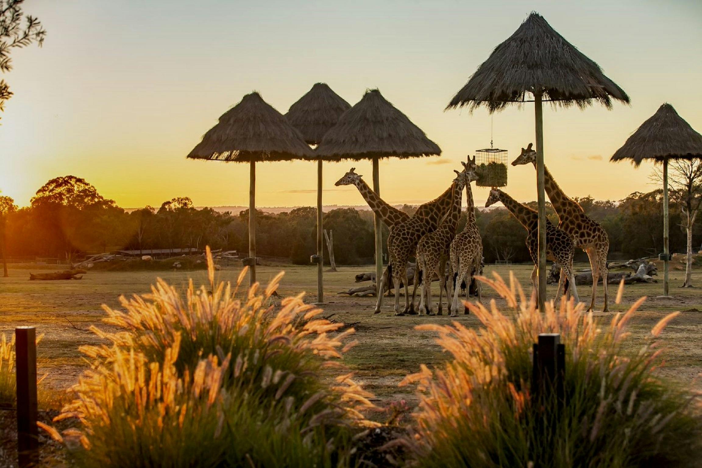 Taronga Western Plains Zoo - Zoo Café and Bar and The Waterhole