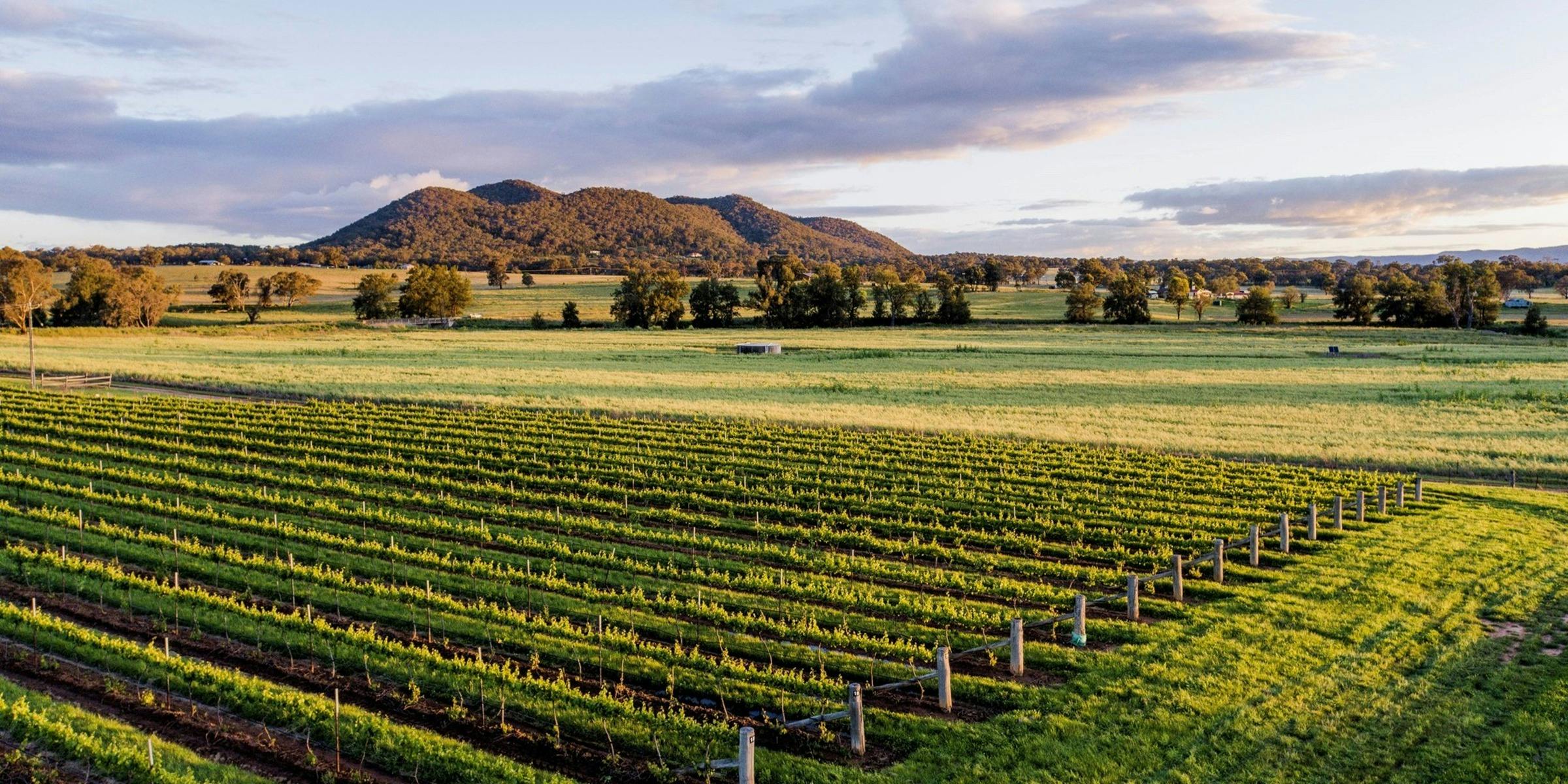 Mudgee Wine Tour
