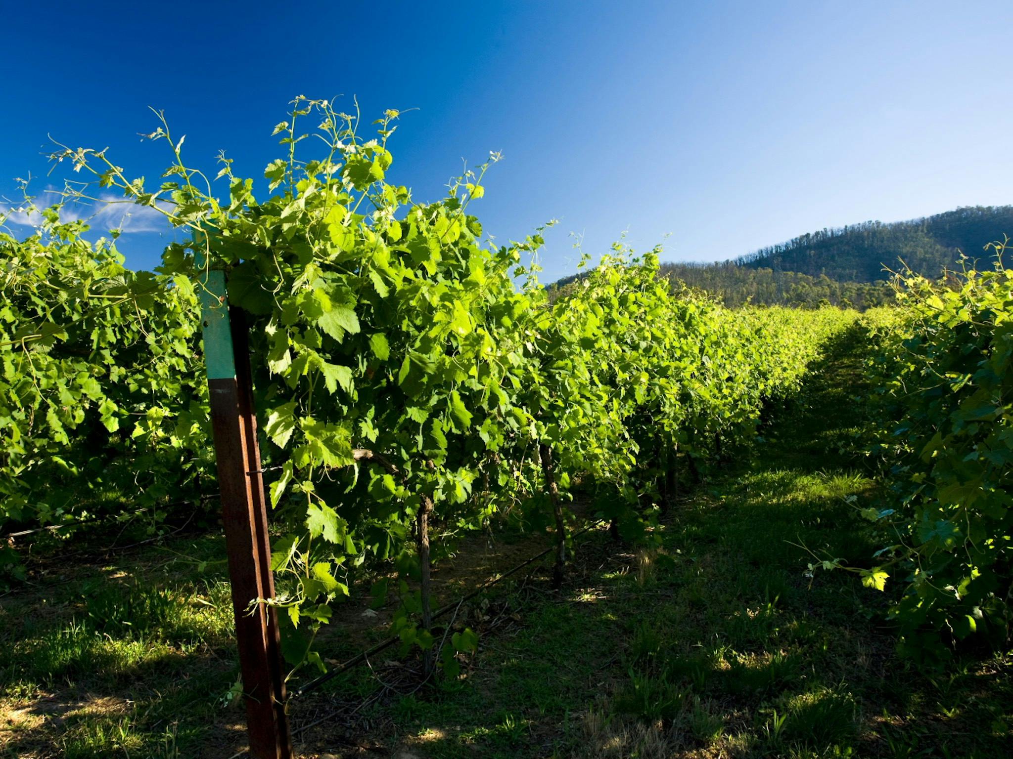 Chrismont's high country vineyard estate