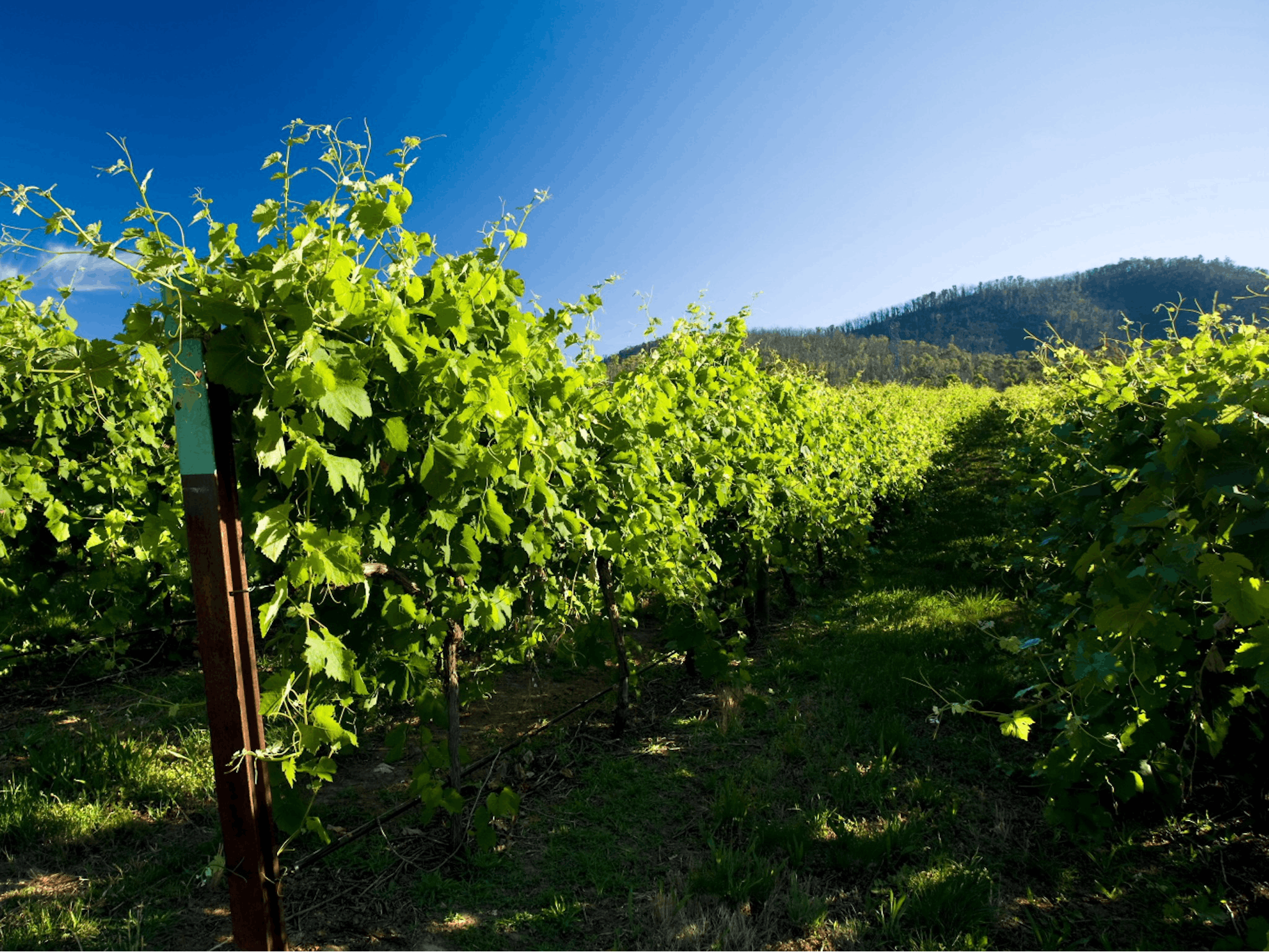 Chrismont's high country vineyard estate