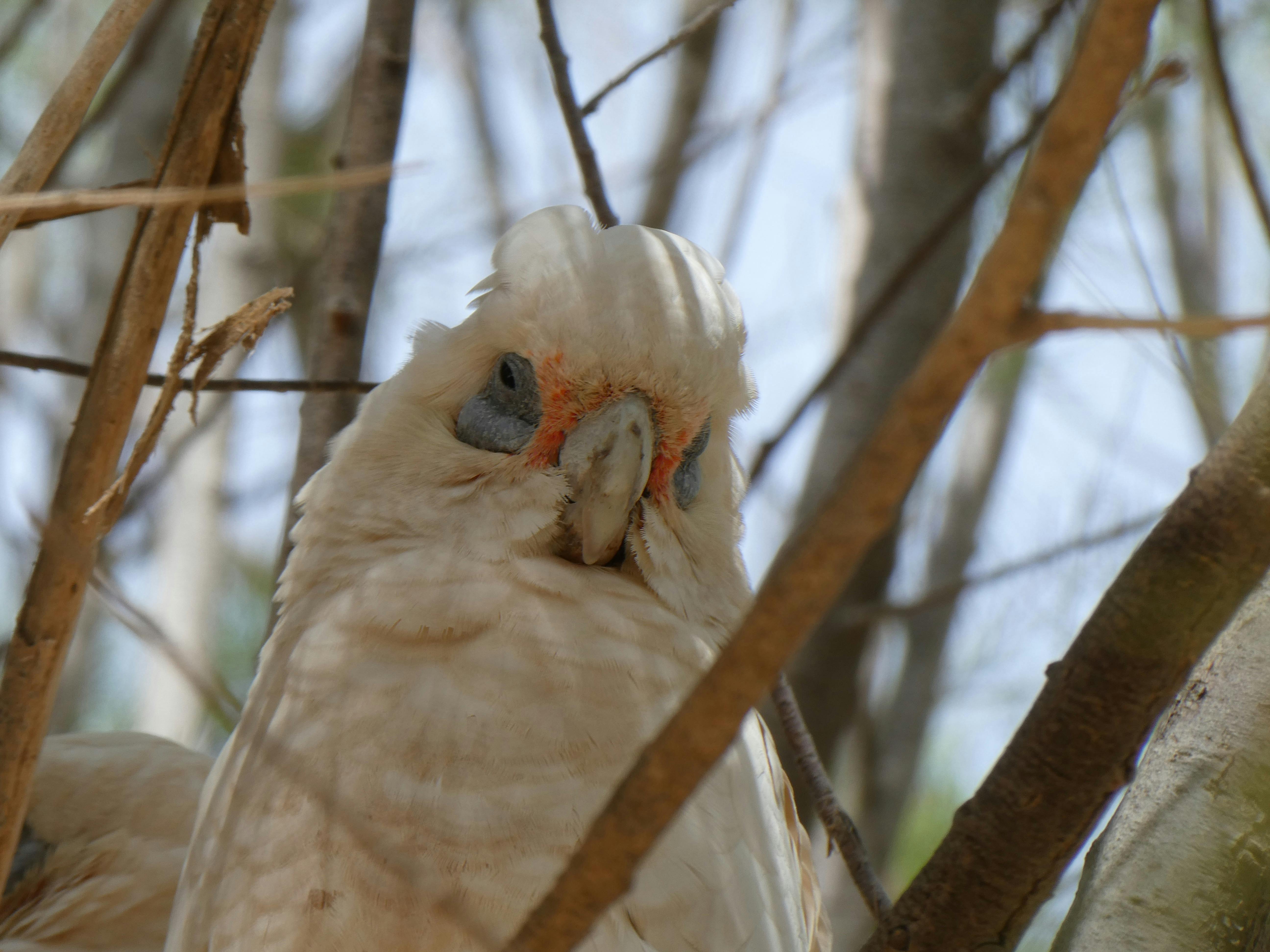 Western Corella