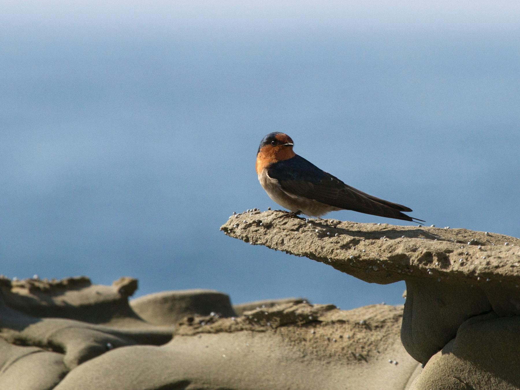 Bunurong Marine and Coastal Park