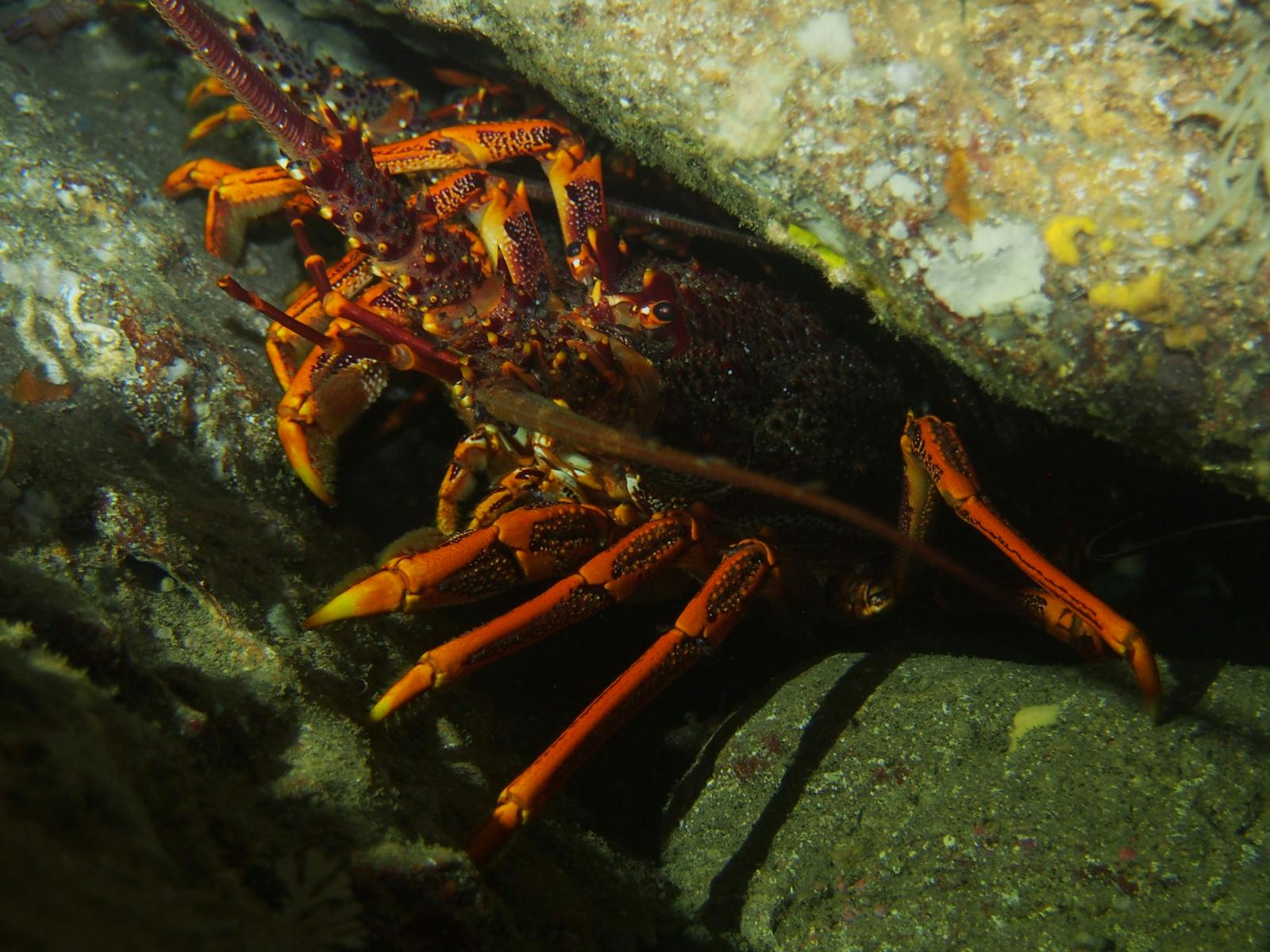 Southern Rock Lobster - Crayfish