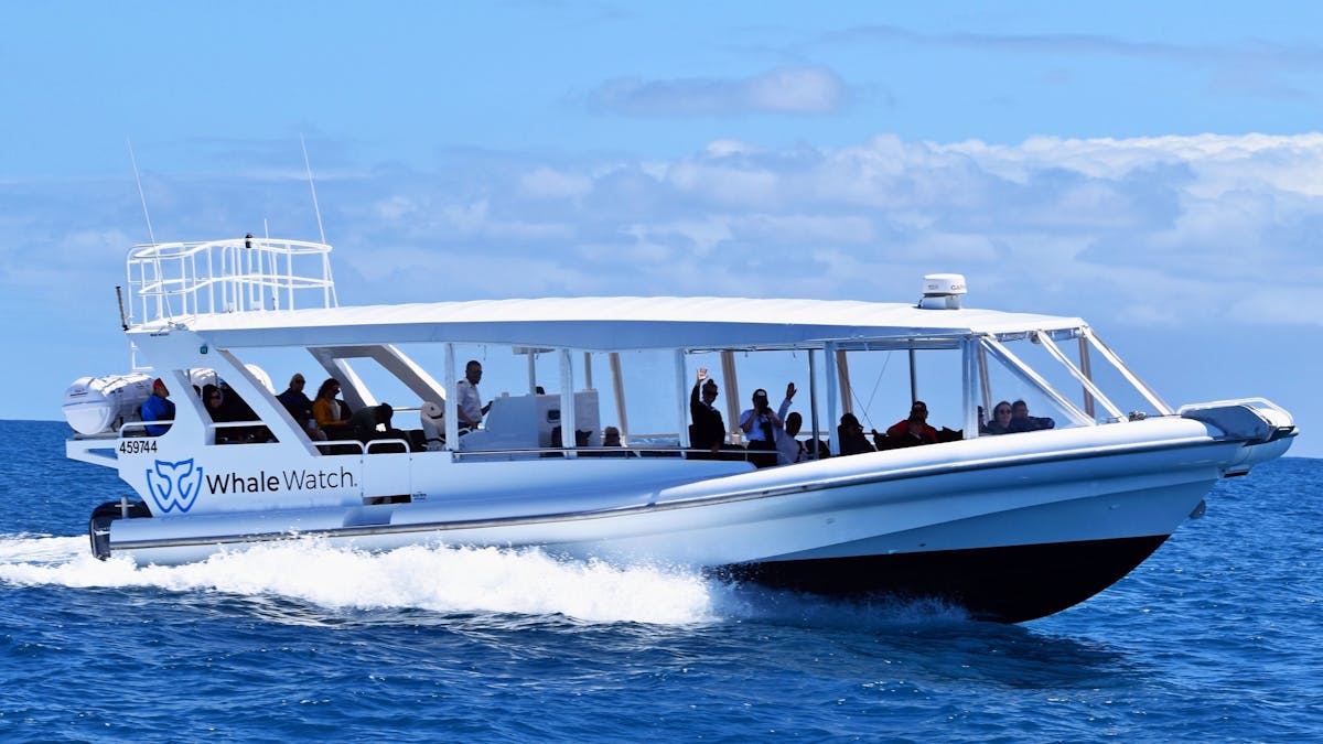 Whale Watch Queensland