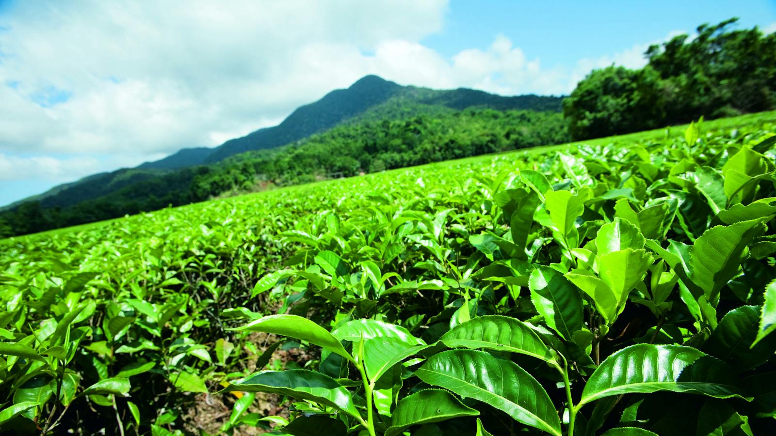 Daintree Tea Plantation