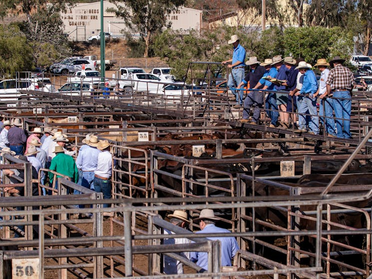 Gunnedah Saleyards