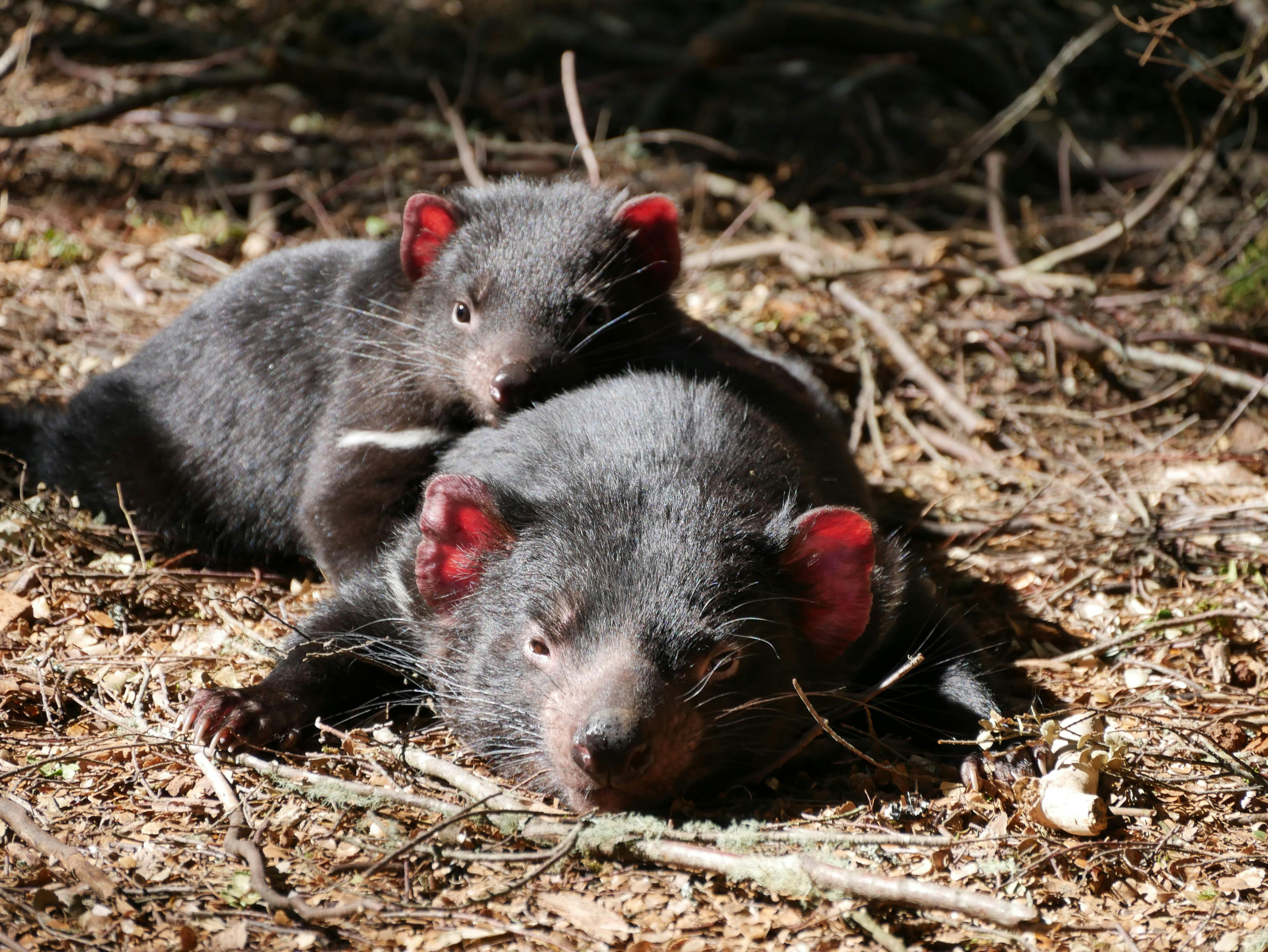 Tasmanian devil mum and joey