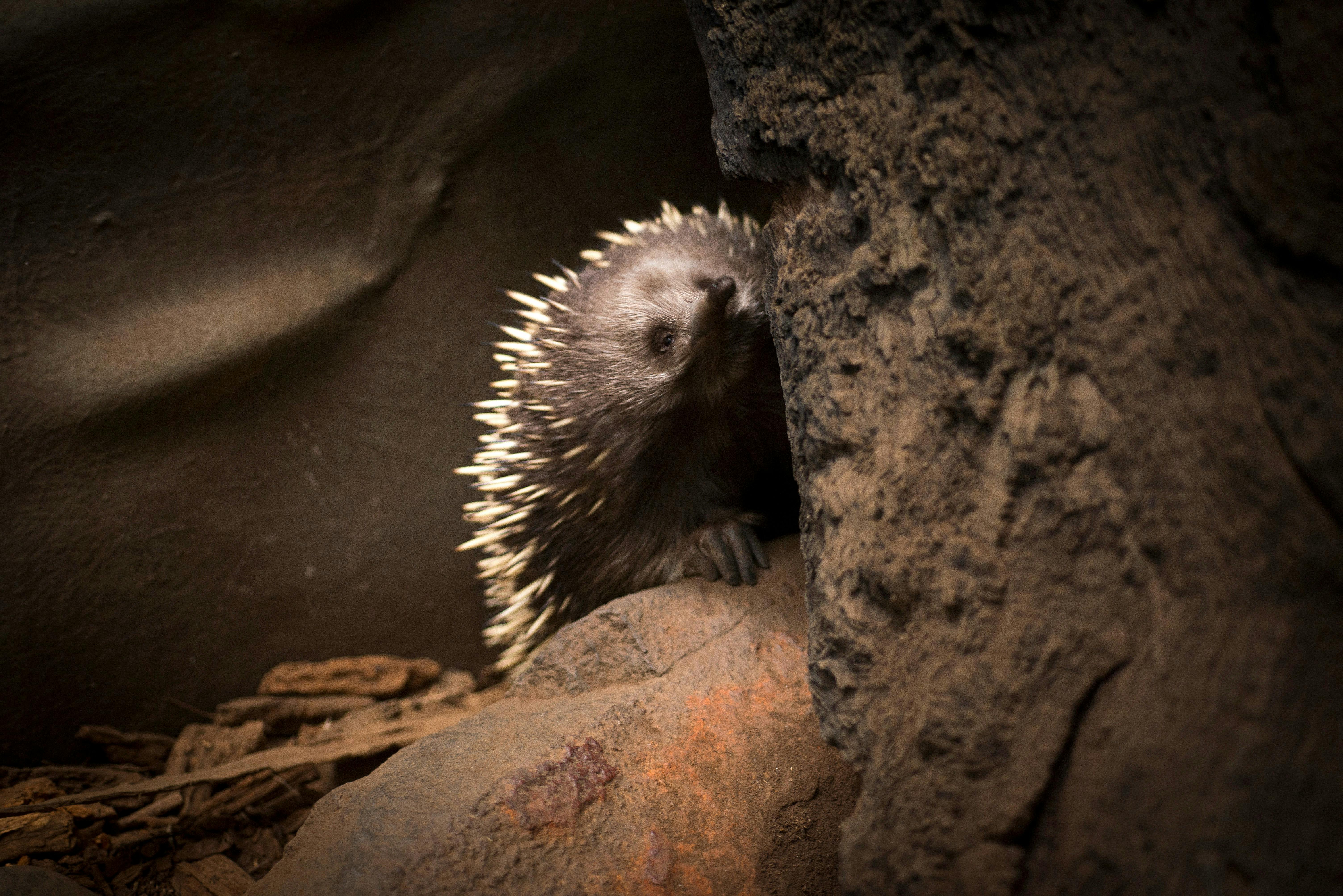 Echidna