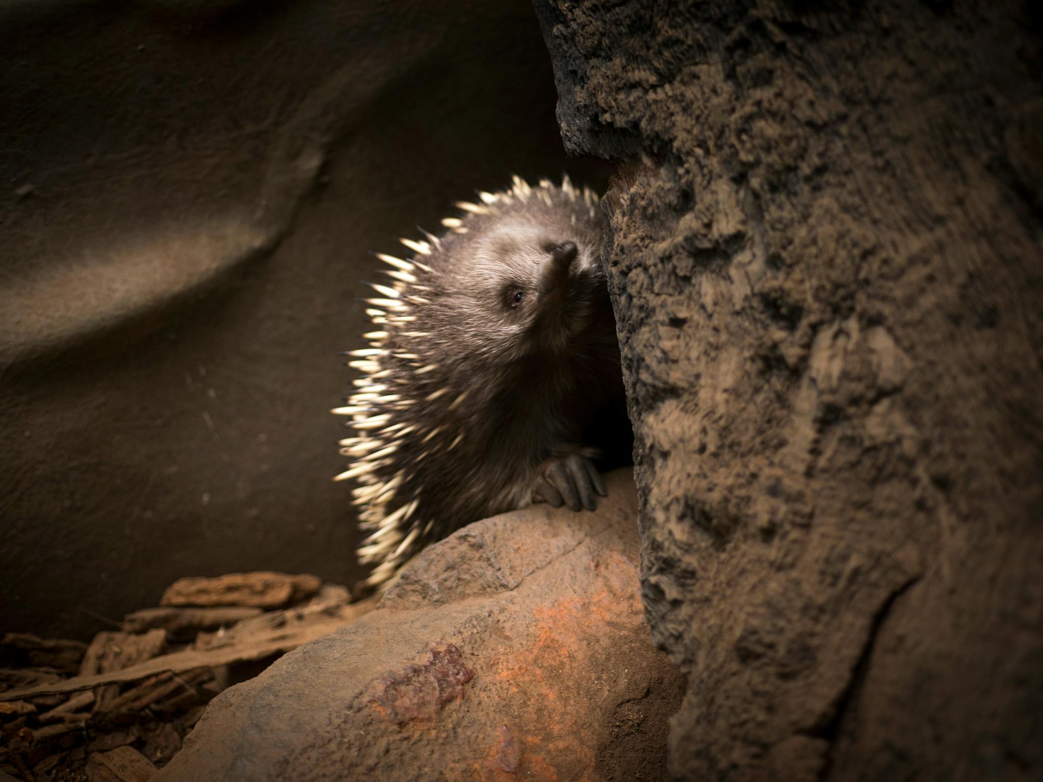 Echidna