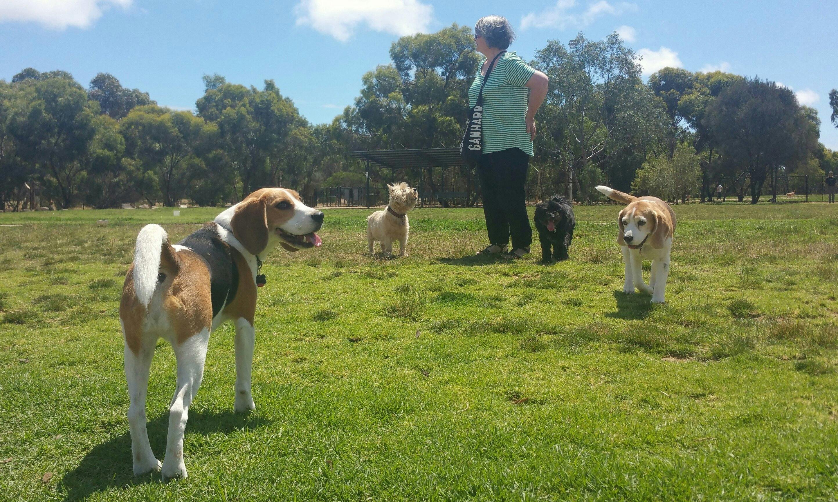 Guided Walk through Adelaide's northern Park Lands (Parks 3, 4 and 5)