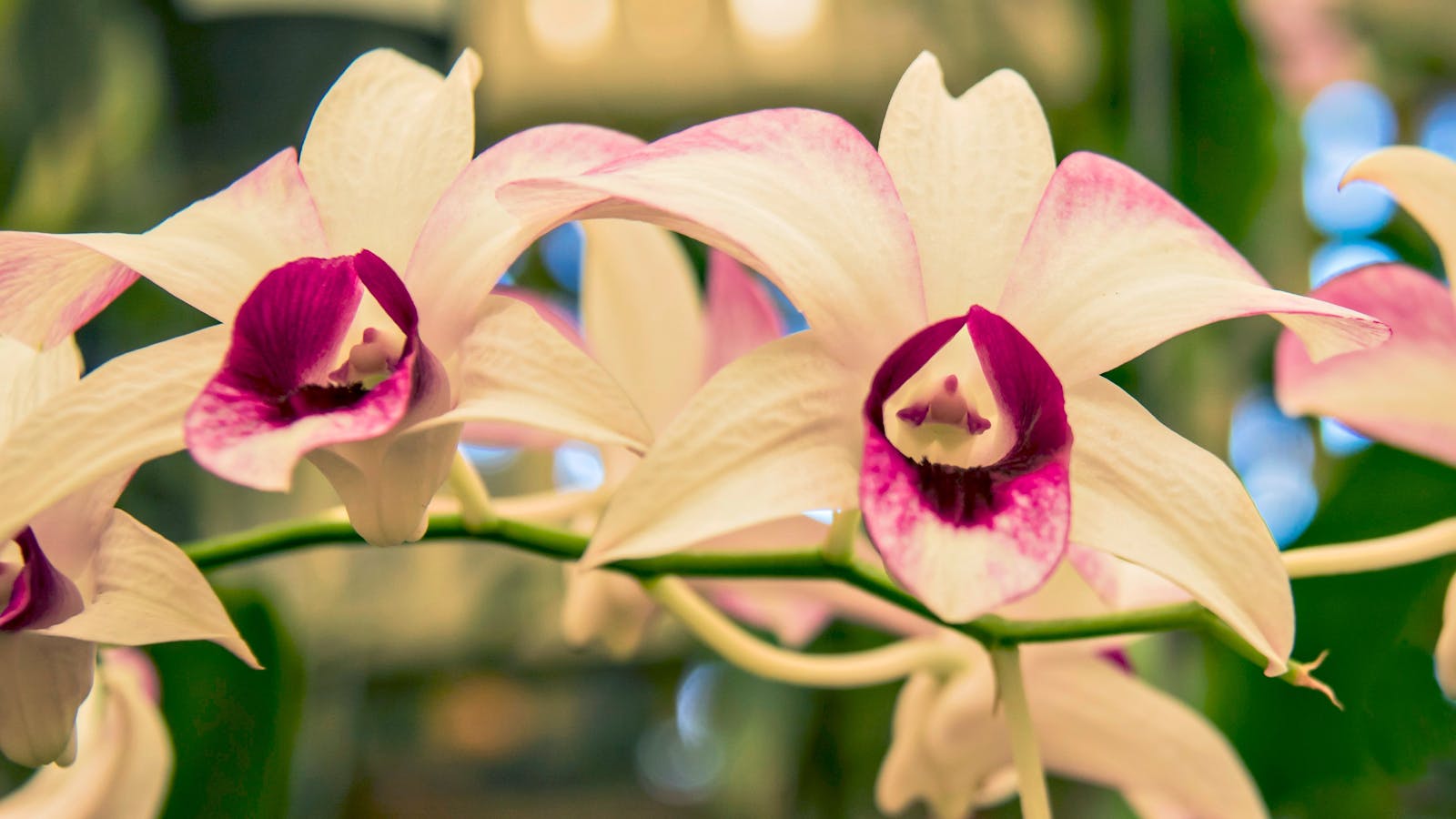 The Ken Burgess Orchid House