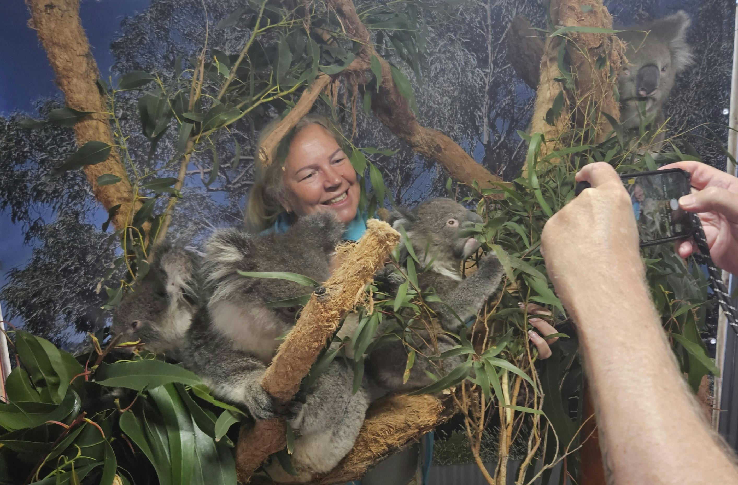 Fauna Australia Koala Experience