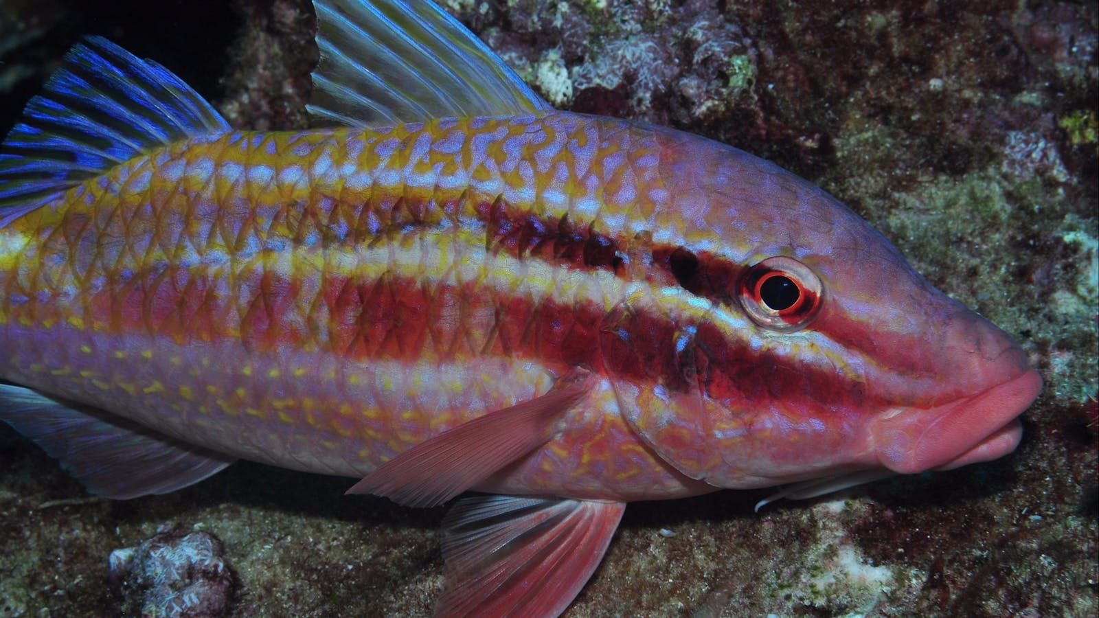Roberts Shoal Dive Site