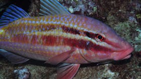 Roberts Shoal Dive Site