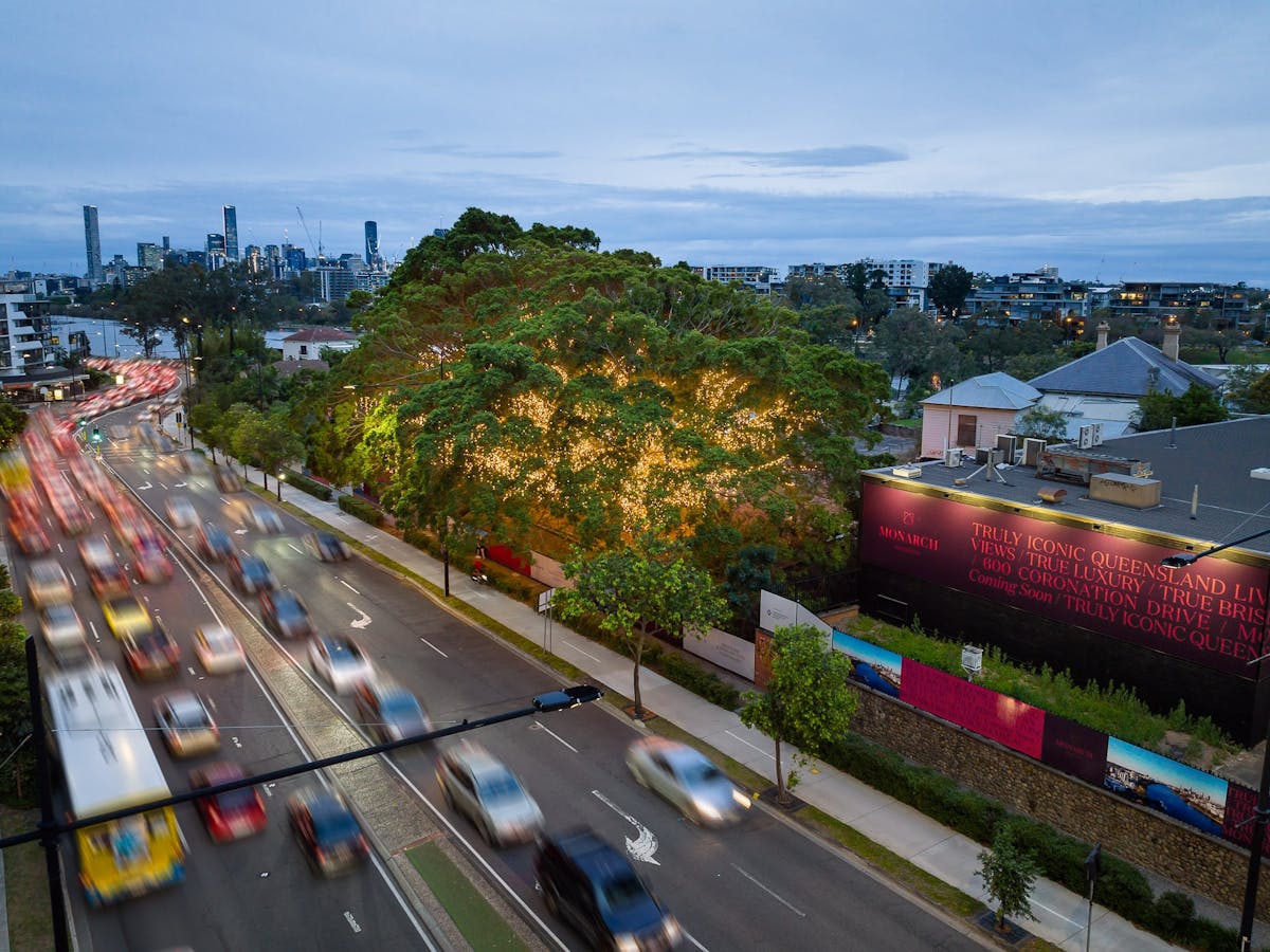 The heritage trees at 600 Coronation Drive lit up with five kilometres of fairy lights