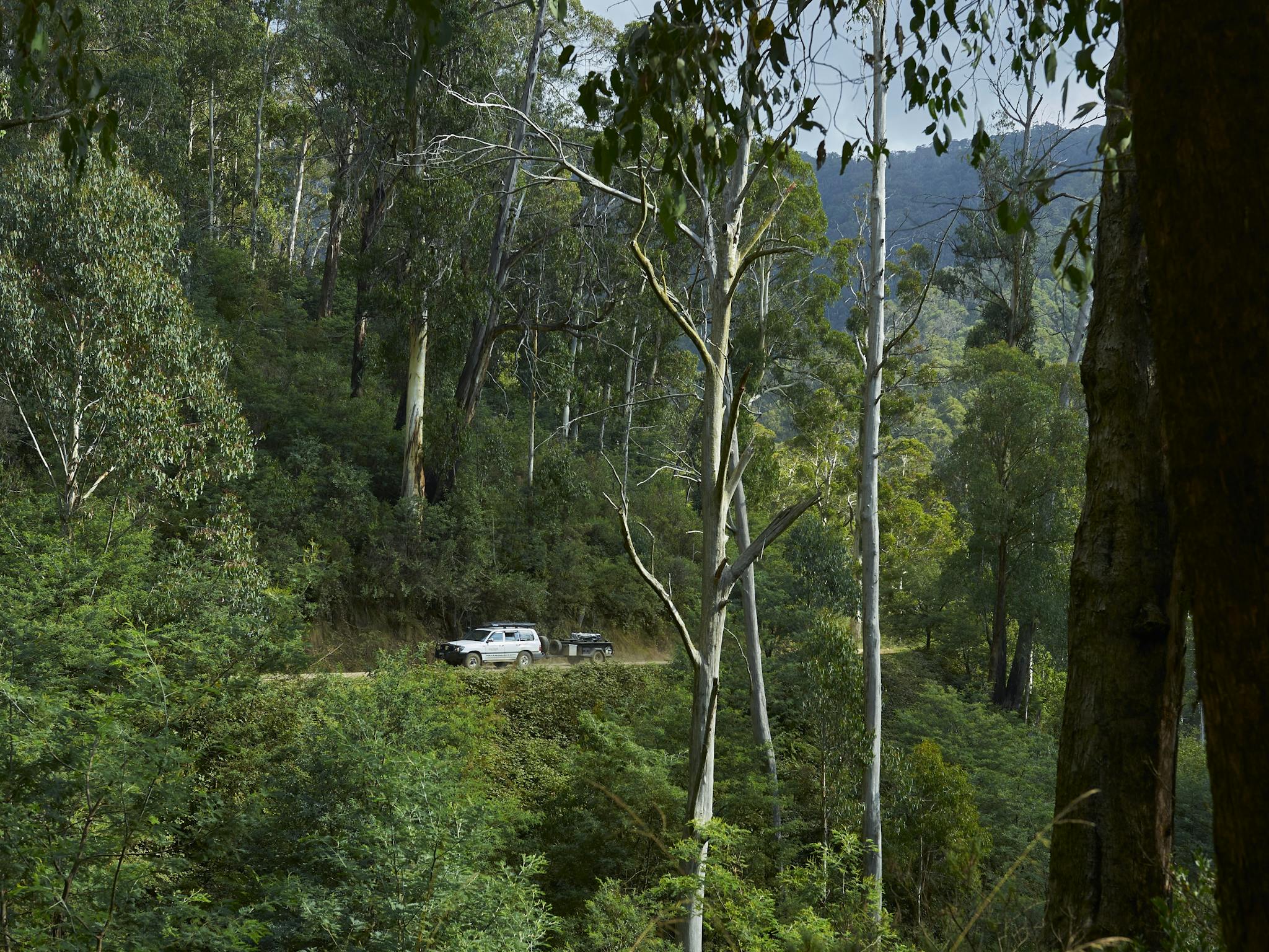 Our car on Circuit Road surrounded by Alpine Ash forest heading towards Craig's Hut.