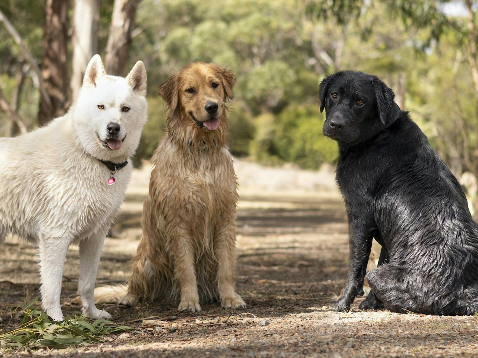 Yarra Valley Pet Resort