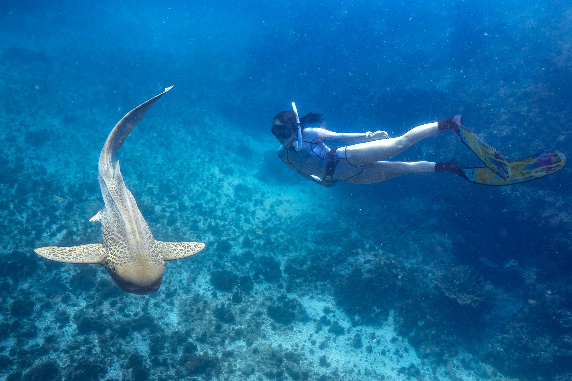 Freediver next to a leopard shark