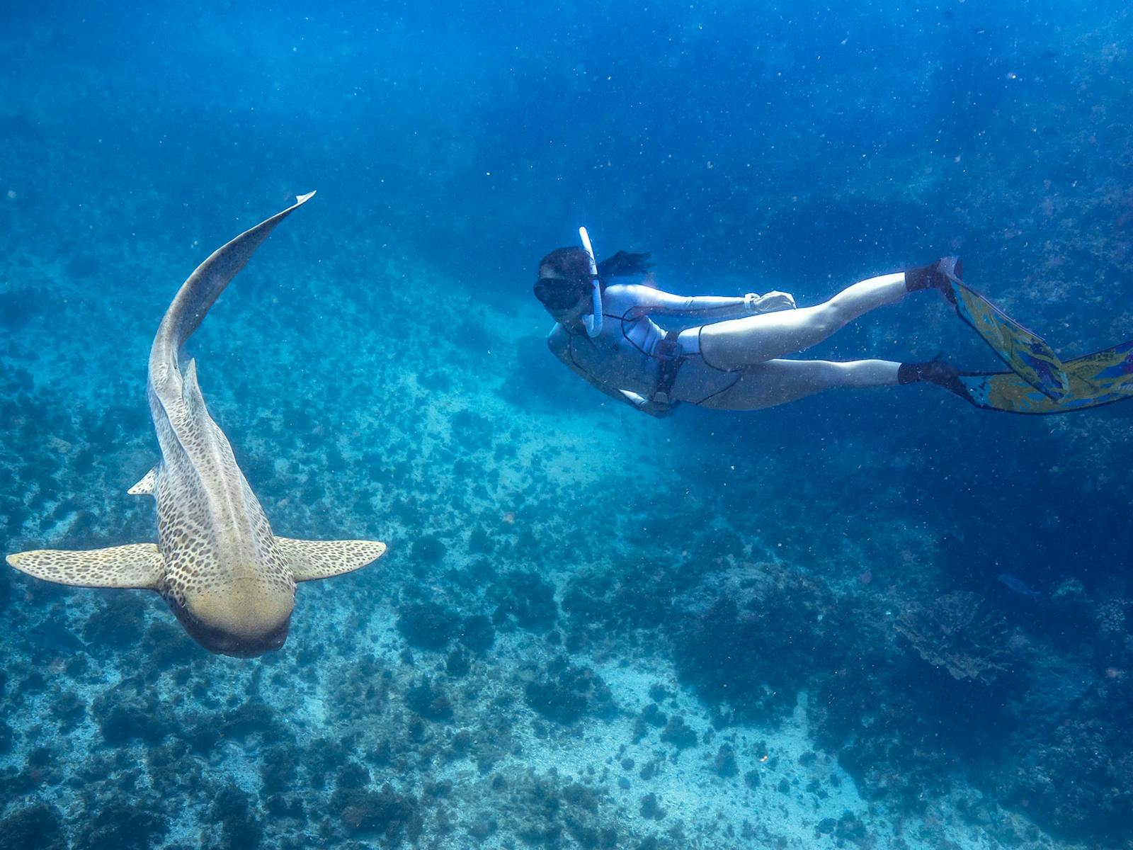 Julian Rocks Snorkel Tour | NSW Holidays & Accommodation, Things to Do ...