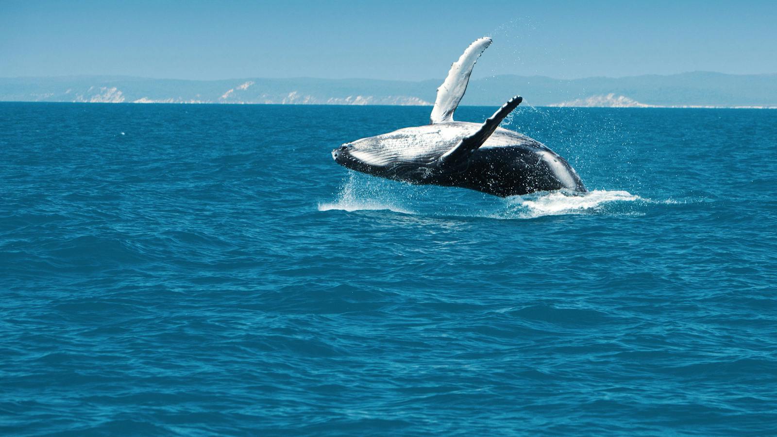 Whale Watching in Hervey Bay