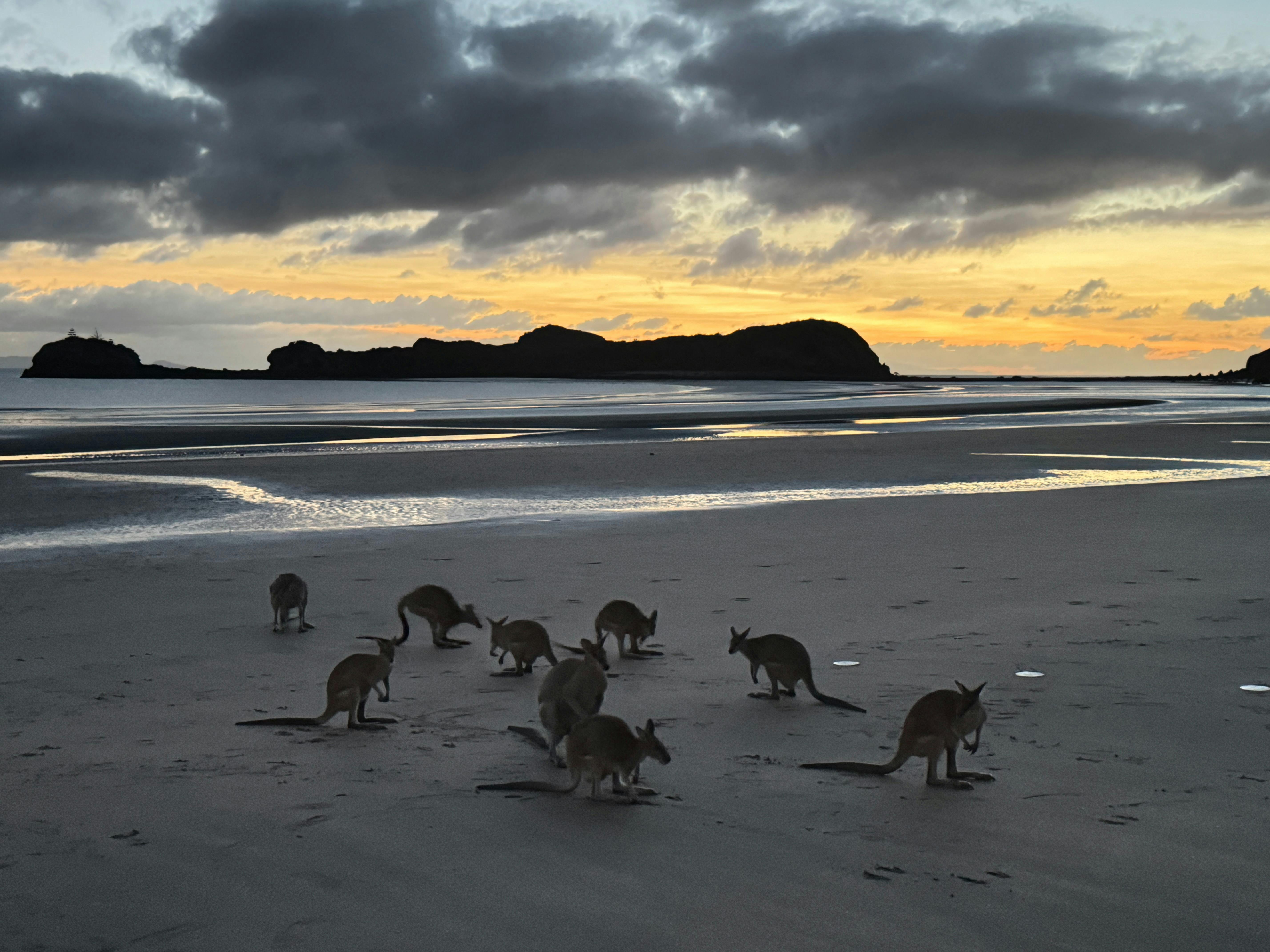 Kangaroos on the Beach