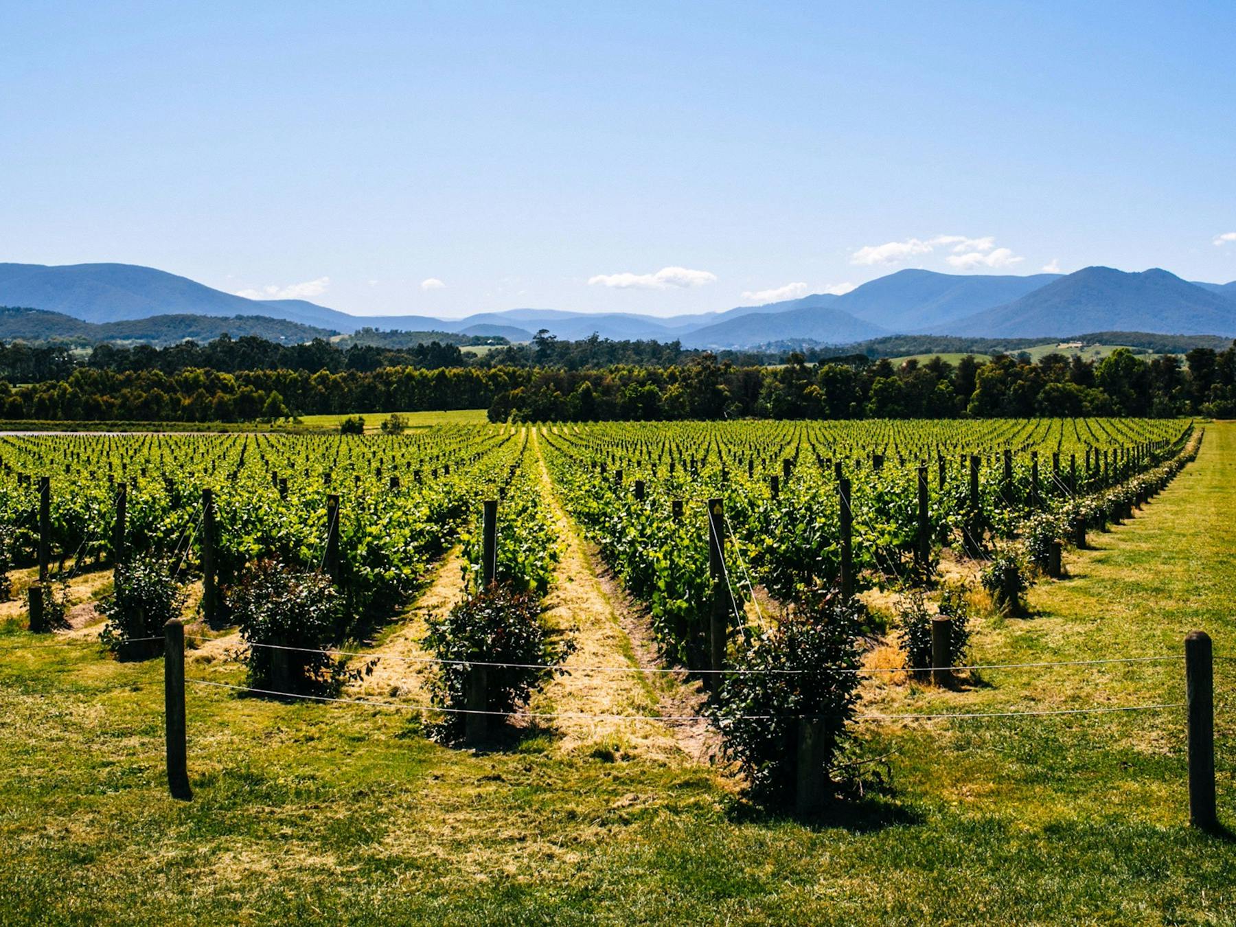 A beautiful view of vineyards in the Yarra Valley with Chillout Travel.