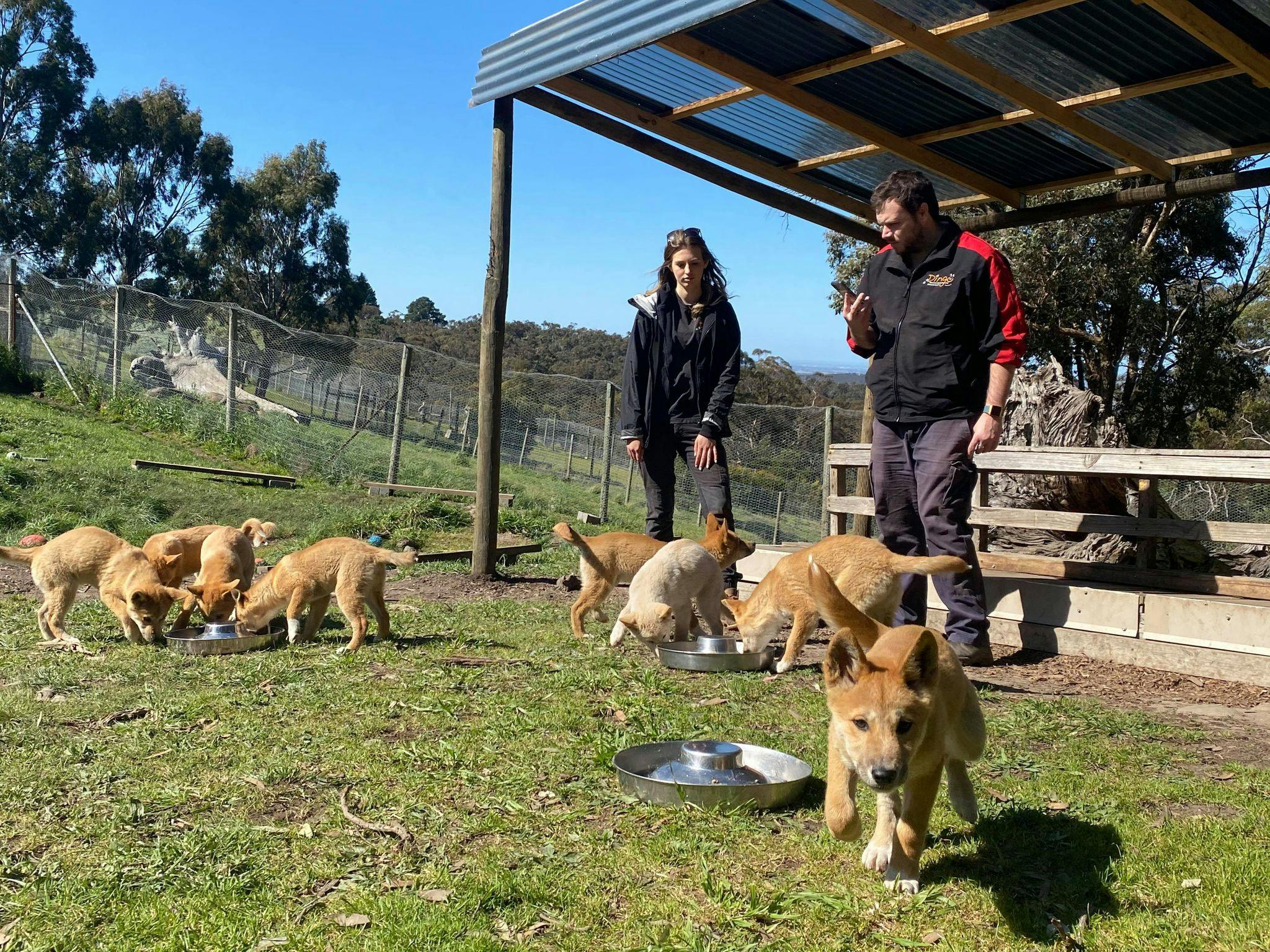 Dingo Discovery Sanctuary and Research Centre