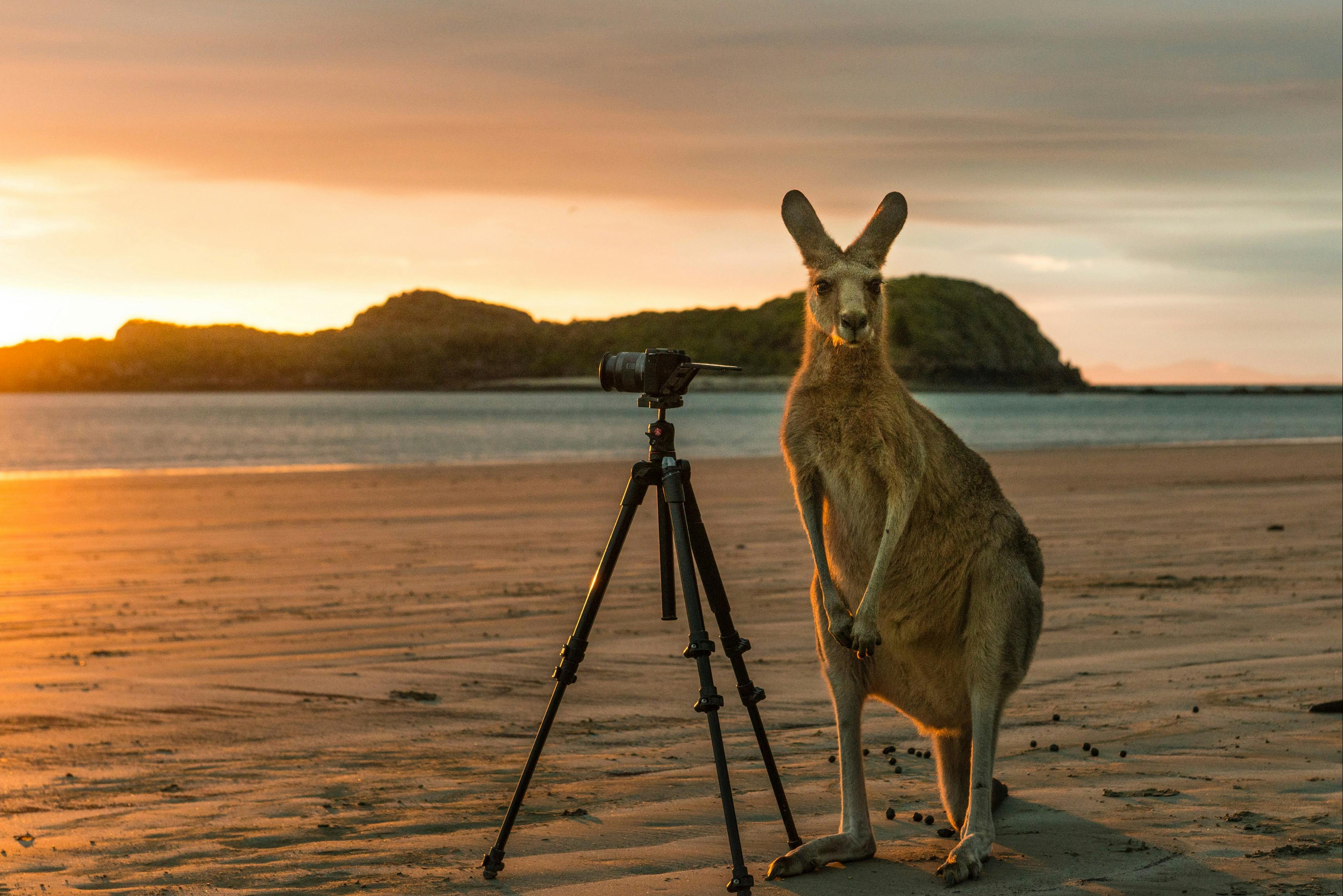 Cape Hillsborough National Park to Casuarina Beach