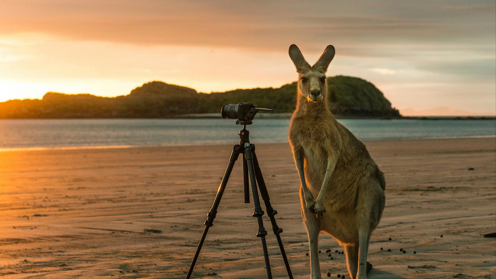 Kangaroo next to camera on Cape Hillsborough with Wedge Island and causeway in the background